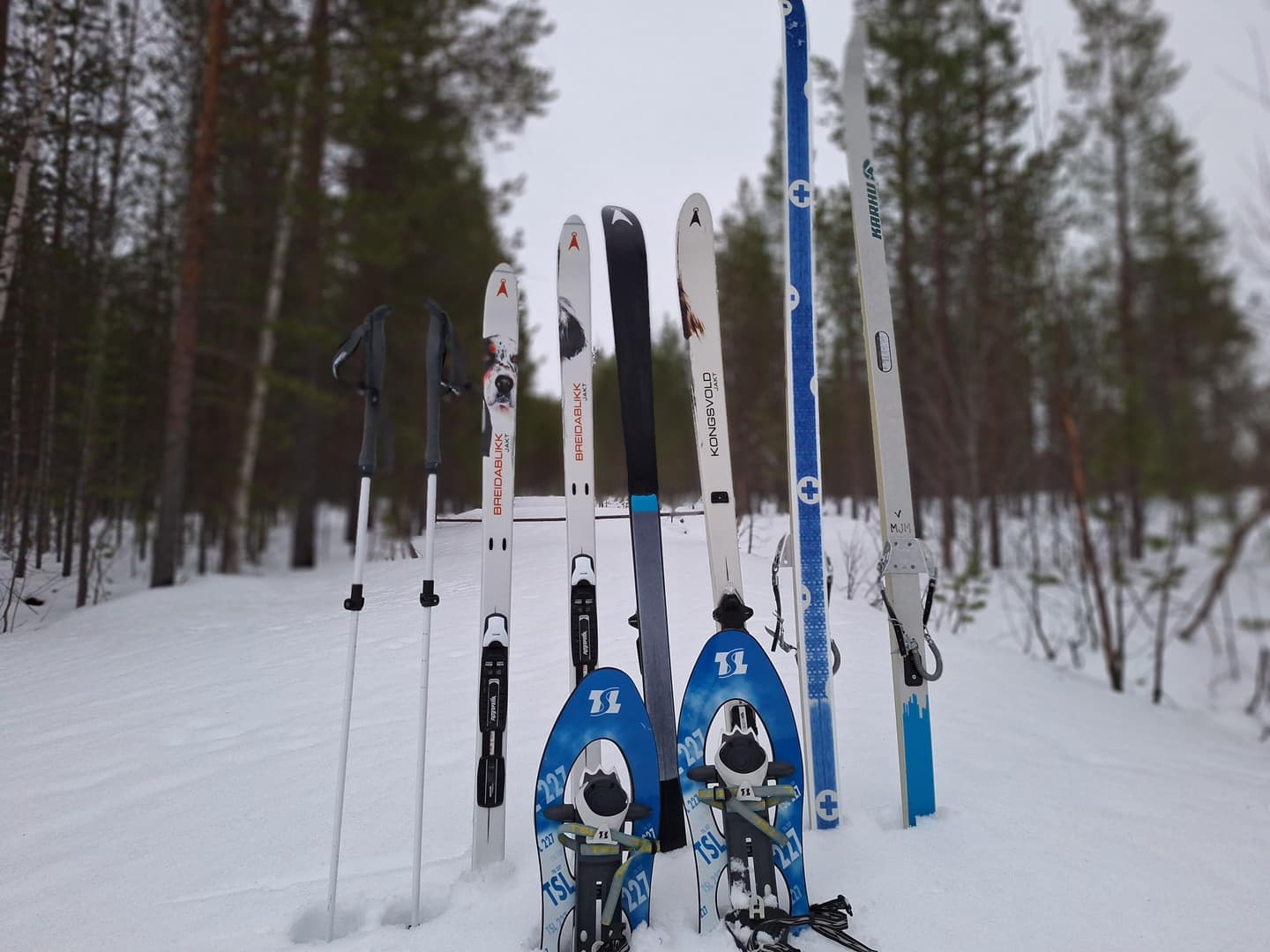 Image: Maria Makkonen Skis and snowshoes are standing in the snow. In the background, a pine forest.