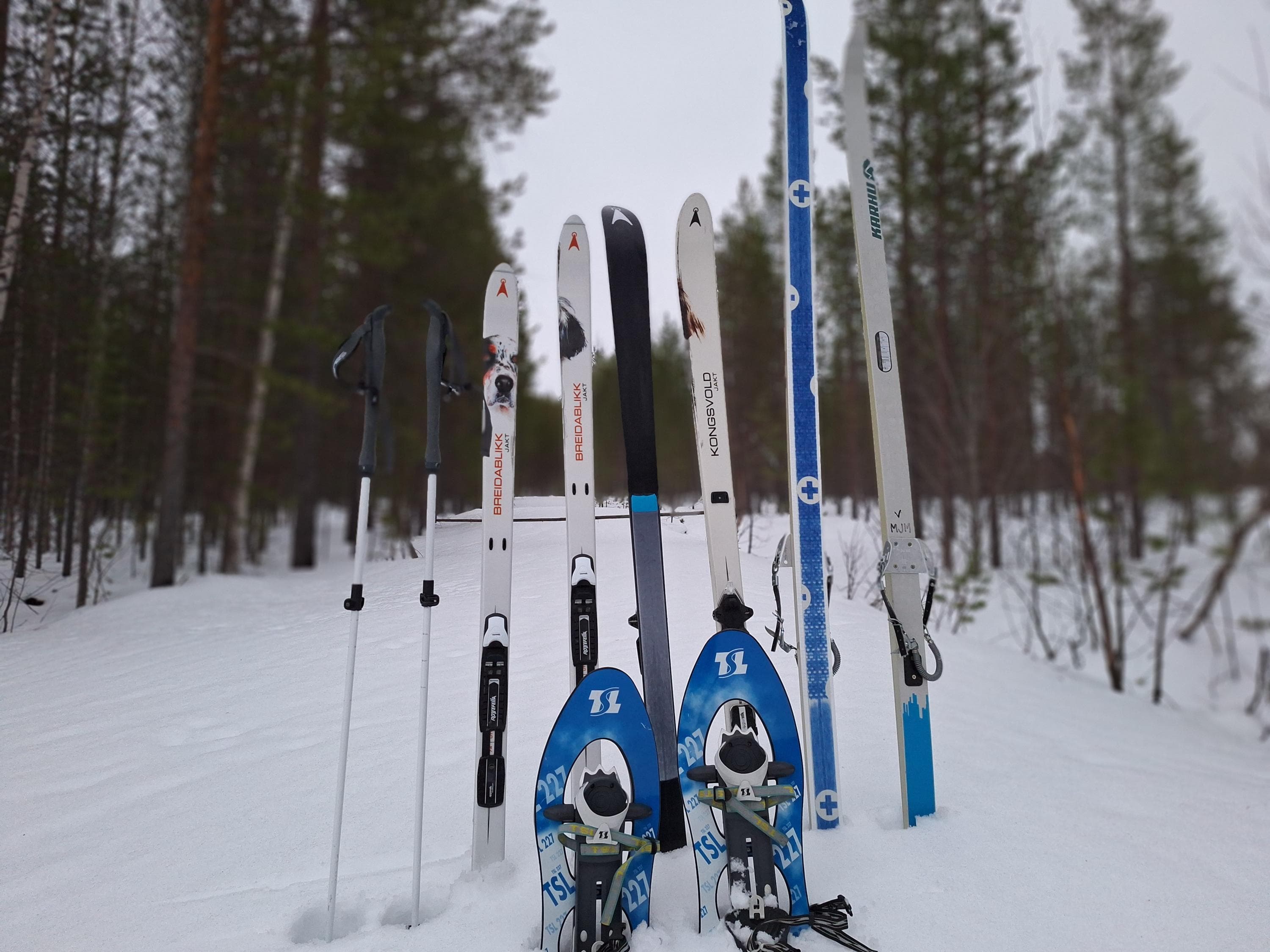 Image: Maria Makkonen Skis and snowshoes are standing in the snow. In the background, a pine forest.