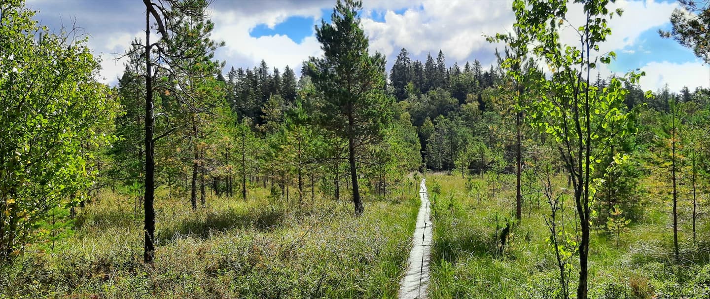 Spång över myr i Vaskijärvi naturreservat