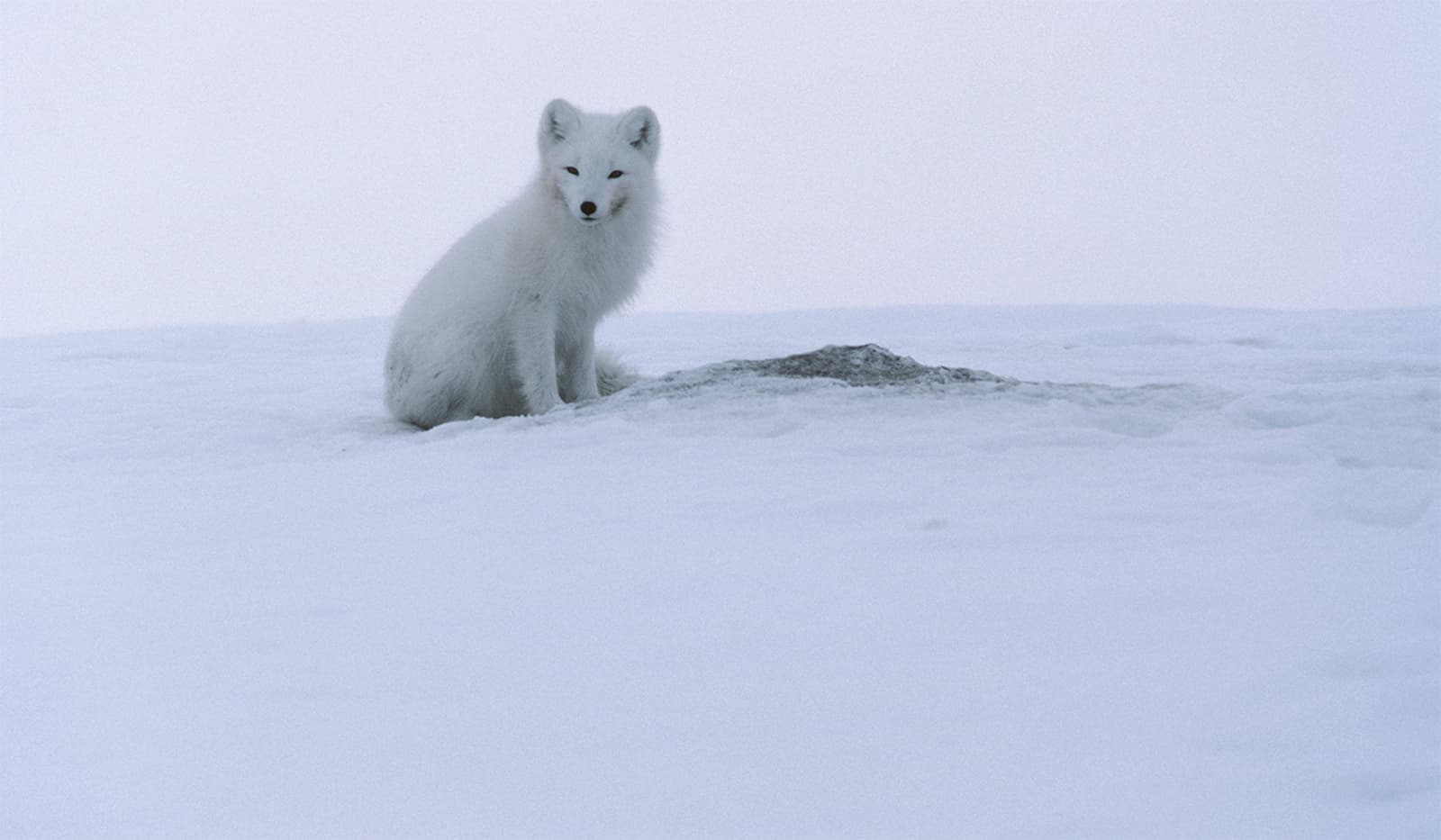 Image: Seppo Keränen A winter-coated, or white, Arctic fox on the snow.