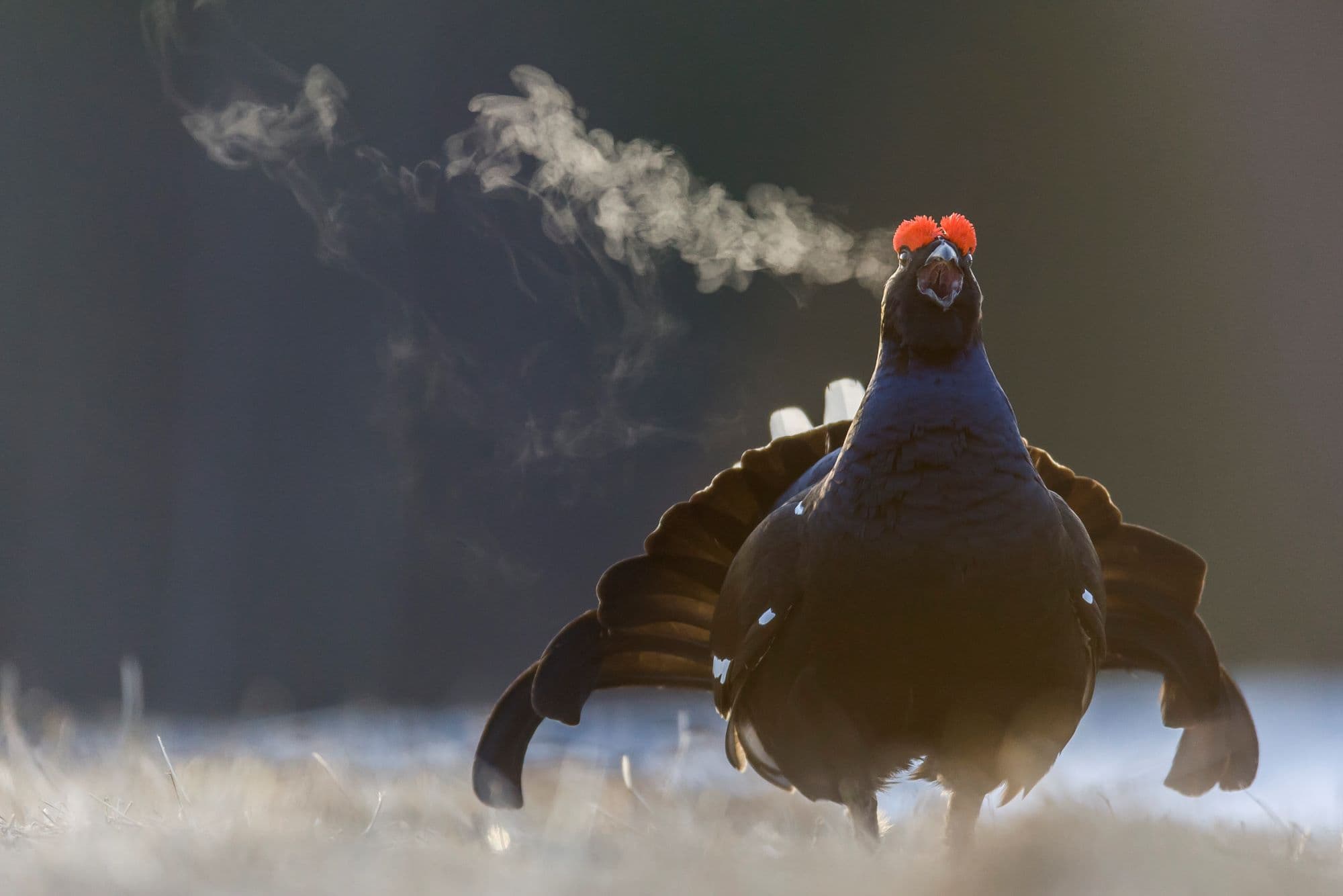 Image: Olli Lamminsalo A black grouse male is displaying on an open area. The bird's breath is steaming in the cold air.