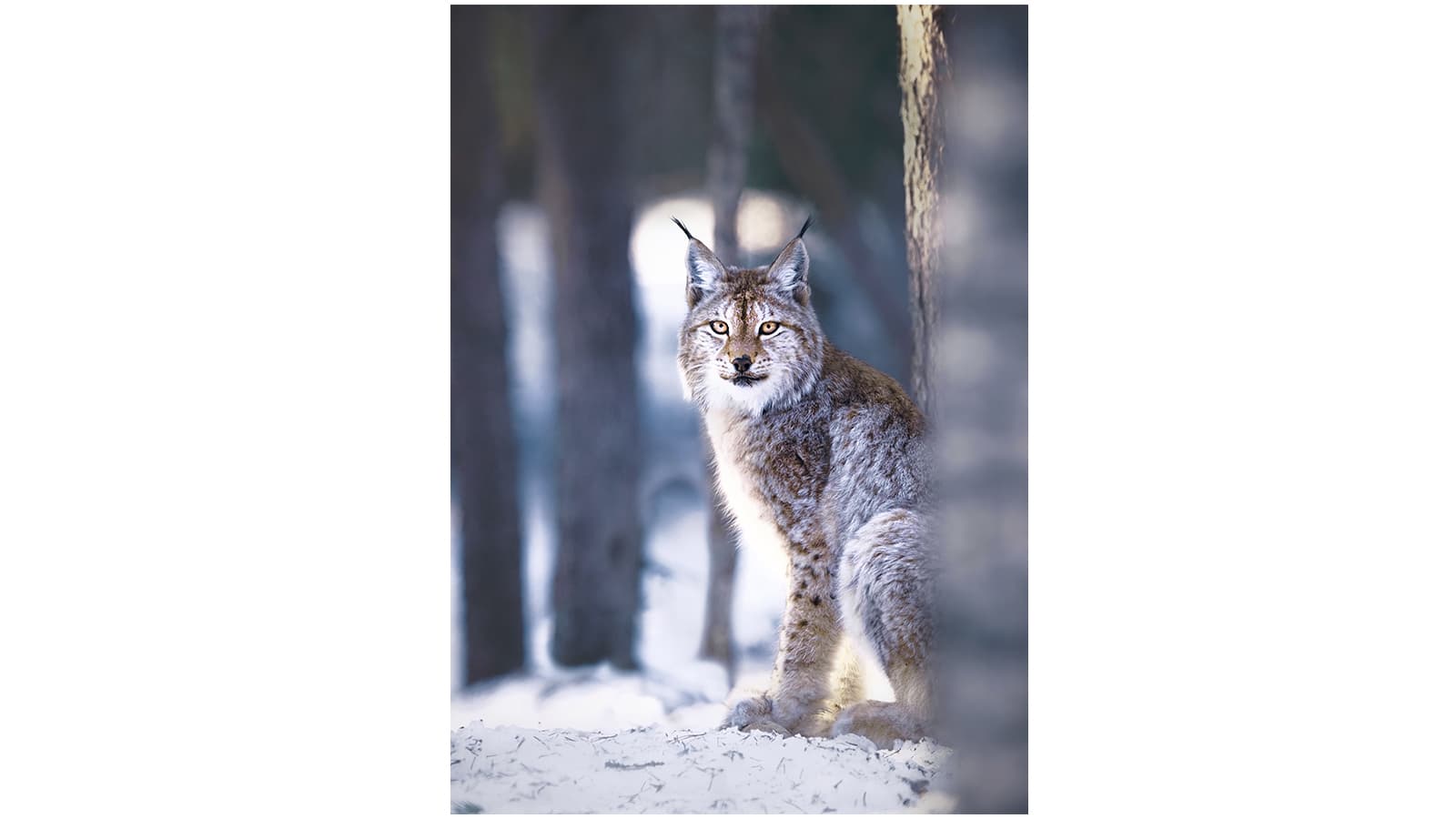 Kuva: Niko Pekonen / Vastavalo Ilves istuu hangella puiden lomassa.