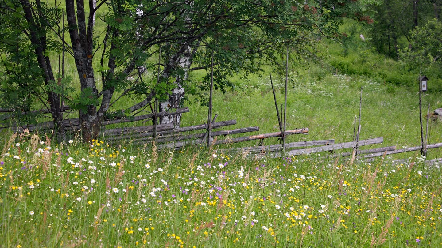 Image: Iiris Kallajoki A multicolored flower meadow and an old rail fence.