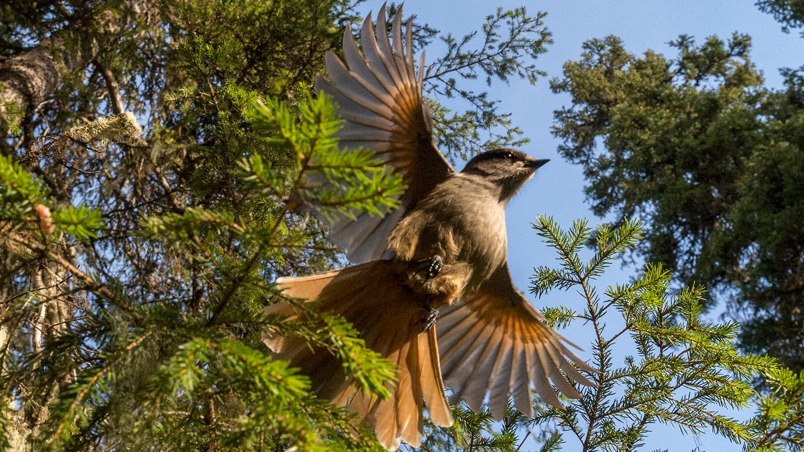 Kuva: Paavo Hamunen / Metsähallitus. Kuukkeli on lehahtanut lentoon. Taustalla näkyy puita ja sinistä taivasta.