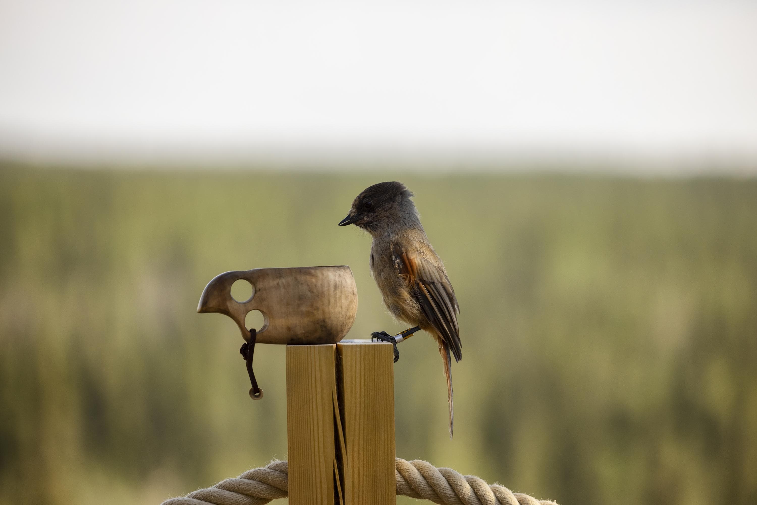 Kuva: Harri Tarvainen / Metsähallitus Kuukkeli tolpan nokassa kuksan vieressä.