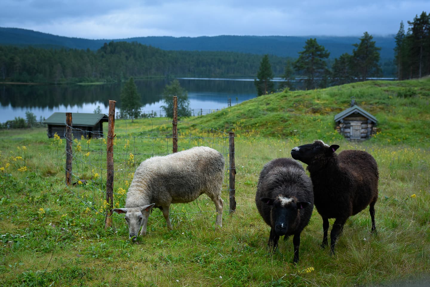 Kuva: Olli Järvenkylä Lampaat syövät ruohoa. Niitty jatkuu joen rantaan saakka. Taivas on pilvinen.