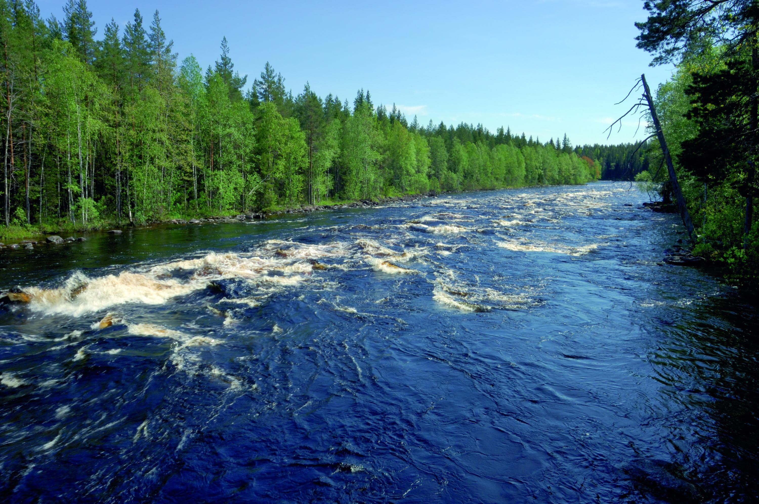 A summery rapid scenery. A gushing rapid in the foreground and a lush forest along the shores.