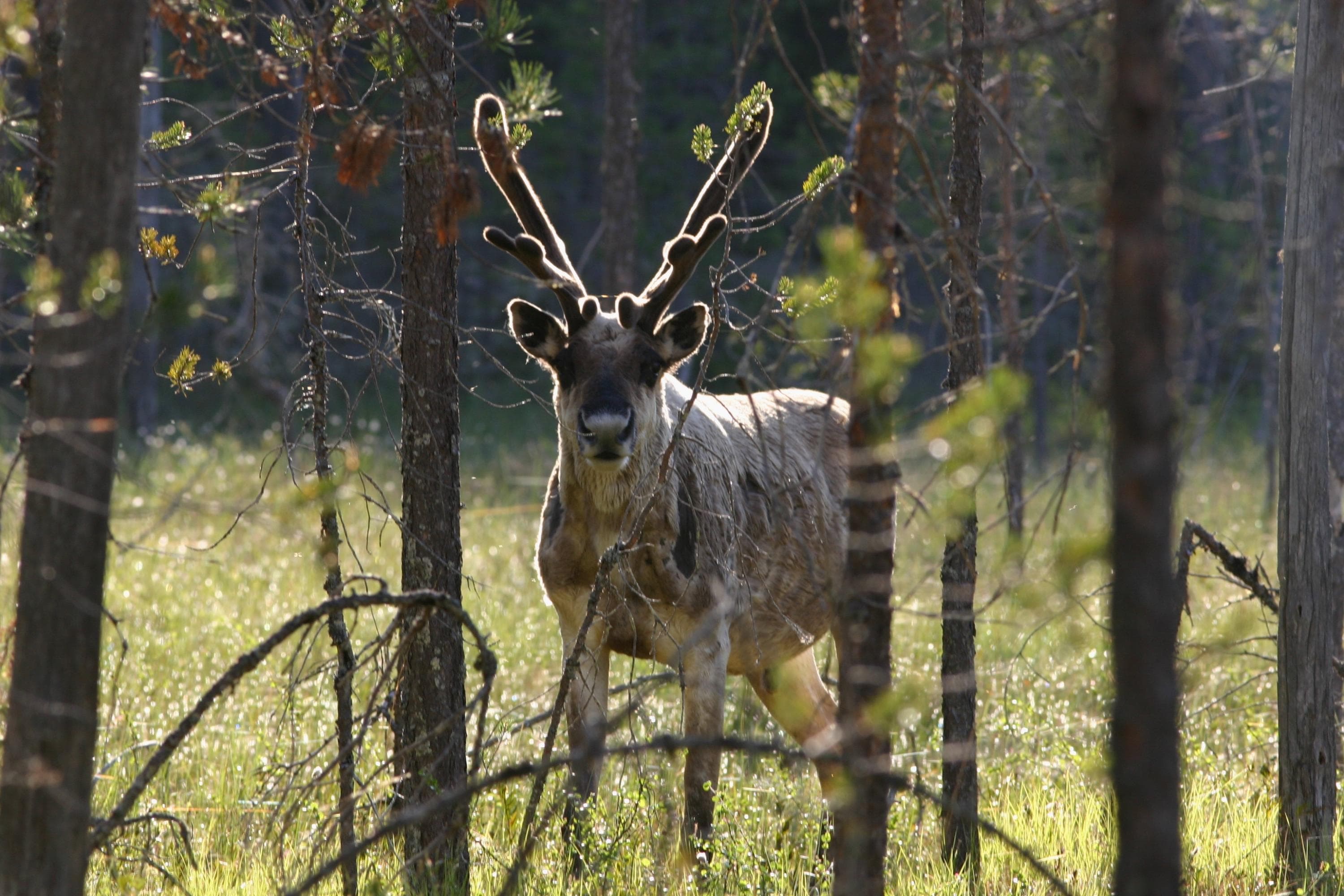 Kuva: Ari Meriruoko Keskellä peura, edessä pieniä mäntyjä. Taustalla suota.