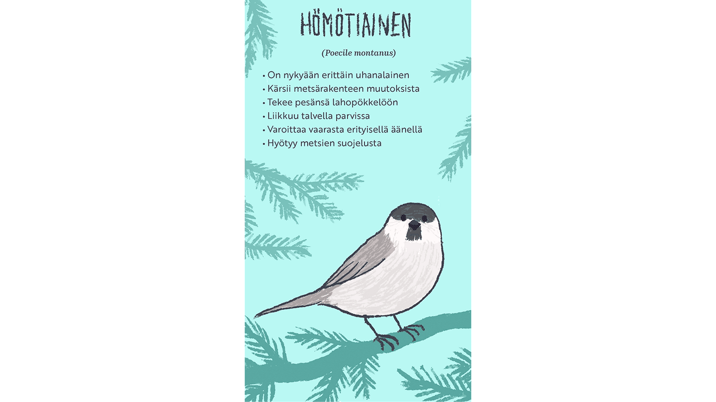 Kuva: Hanna Keränen Piirroskuvassa pieni lintu istuu havupuun oksalla.