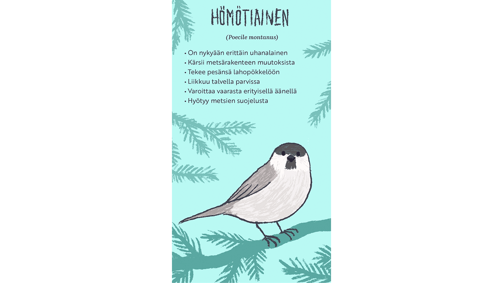 Kuva: Hanna Keränen Piirroskuvassa pieni lintu istuu havupuun oksalla.