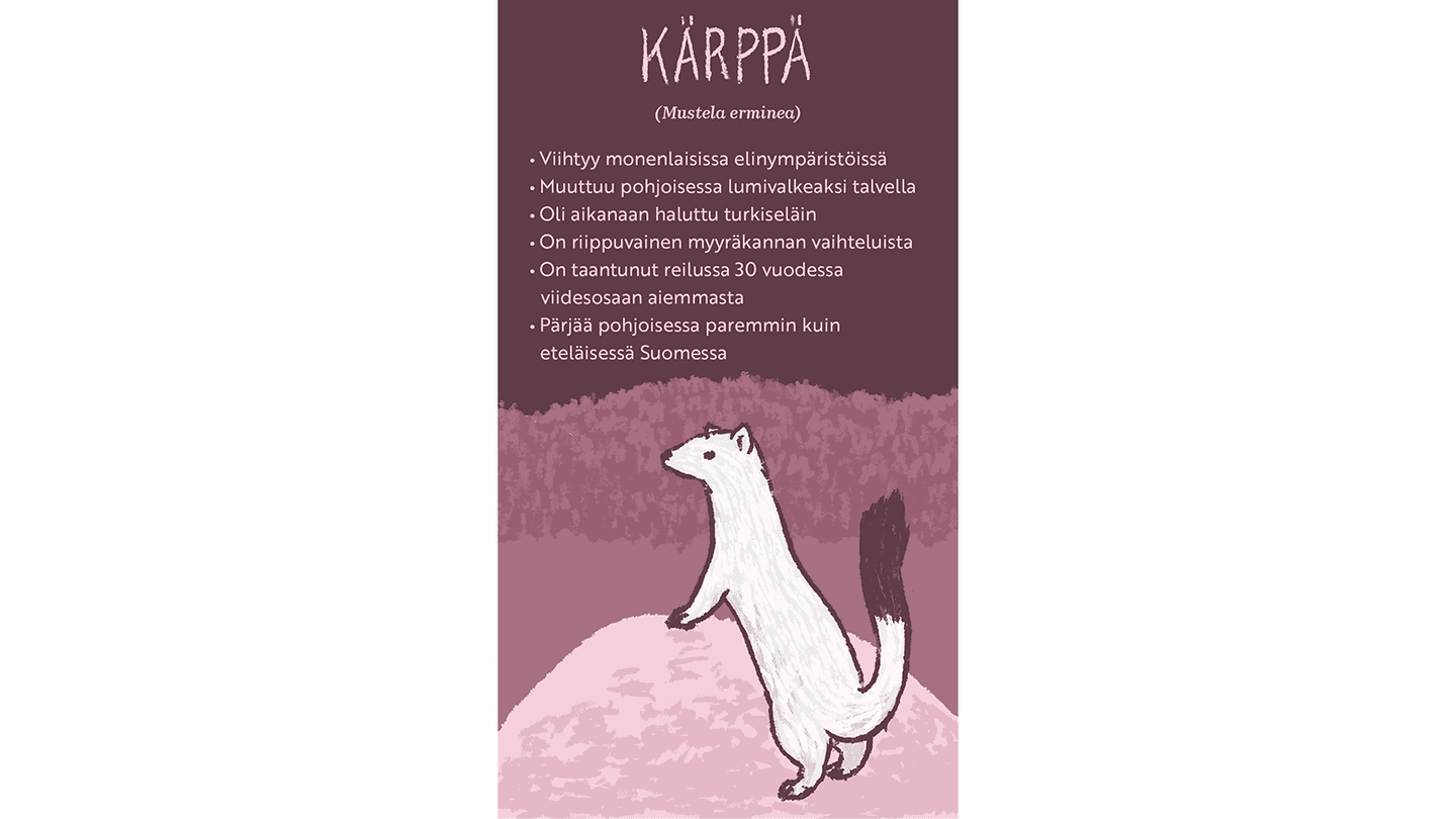 Kuva: Hanna Keränen Piirroskuva valkoisesta kärpästä, joka katsoo ympärilleen nojaten kiveen. Tekstissä kerrotaan kärpästä.