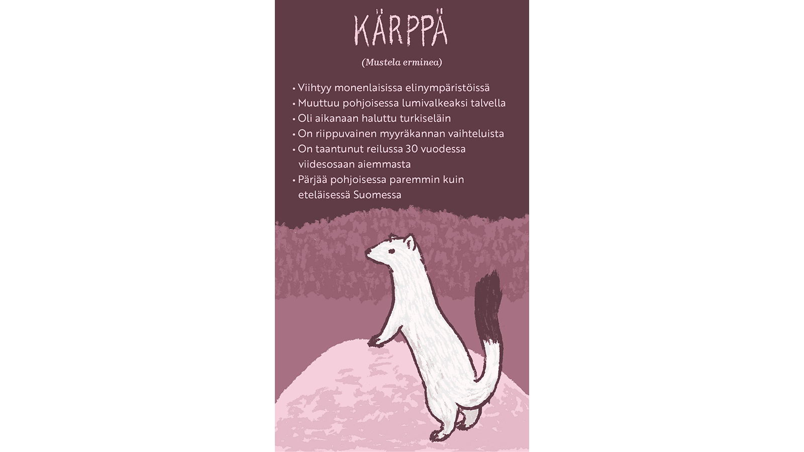 Kuva: Hanna Keränen Piirroskuva valkoisesta kärpästä, joka katsoo ympärilleen nojaten kiveen. Tekstissä kerrotaan kärpästä.