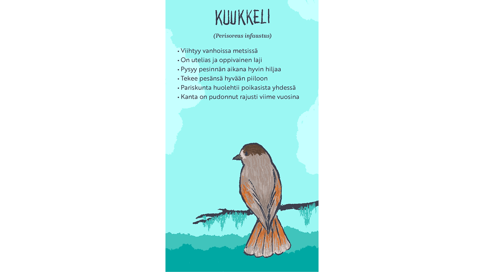 Kuva: Hanna Keränen Piirroskuvassa oksalla istuva kuukkeli. Tekstissä kerrotaan kuukkelista.