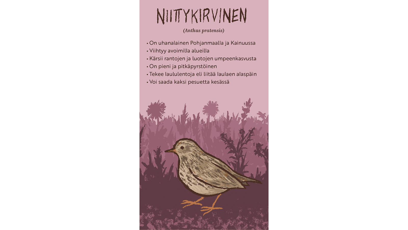 Kuva: Hanna Keränen Piirroskuvassa ruohikossa seisova lintu, niittykirvinen. Tekstissä kerrotaan niittykirvisestä.