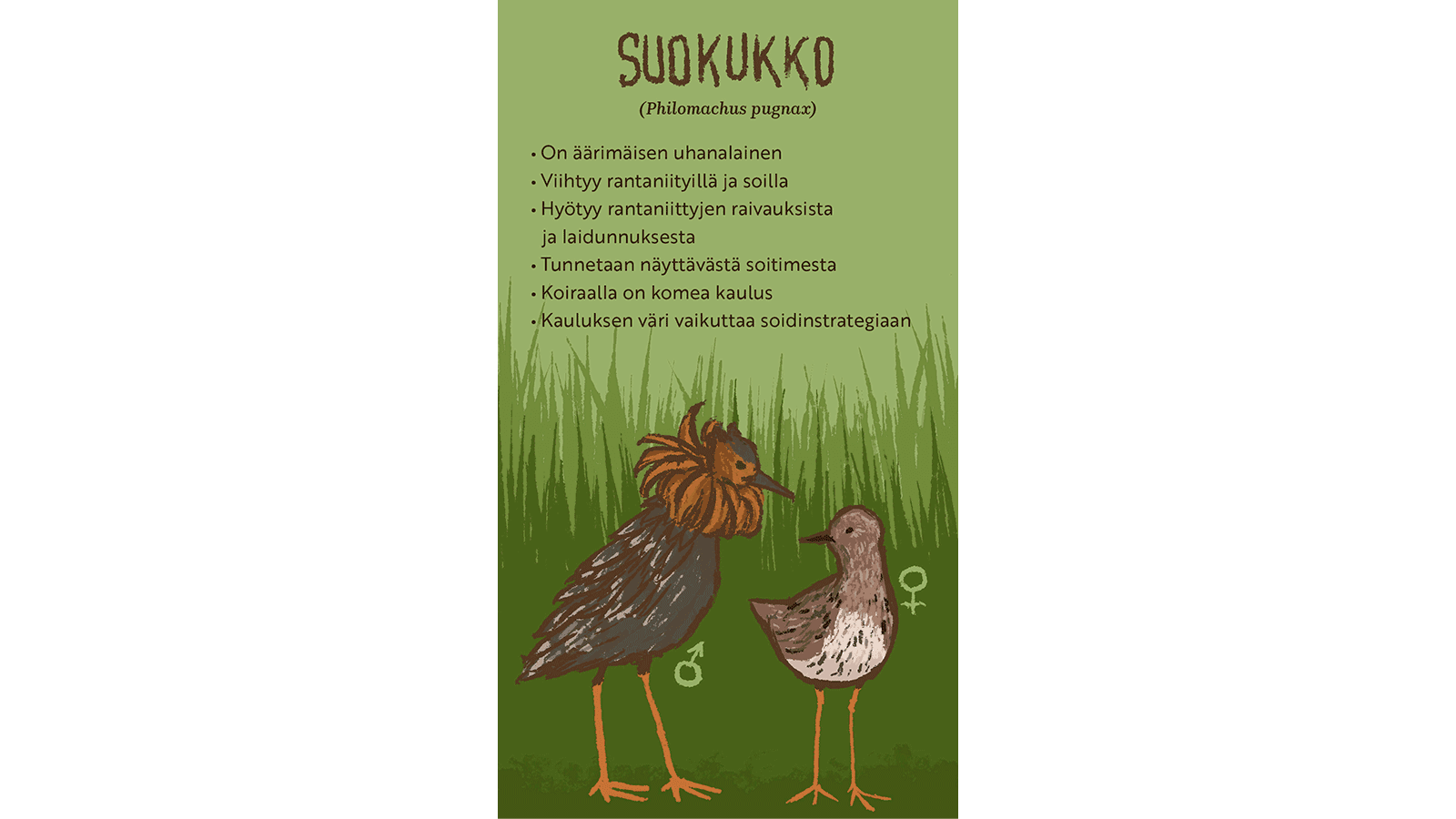 Kuva: Hanna Keränen Piirroskuvassa uros- ja naarassuokukot, jotka ovat heinikossa. Tekstissä kerrotaan suokukosta.
