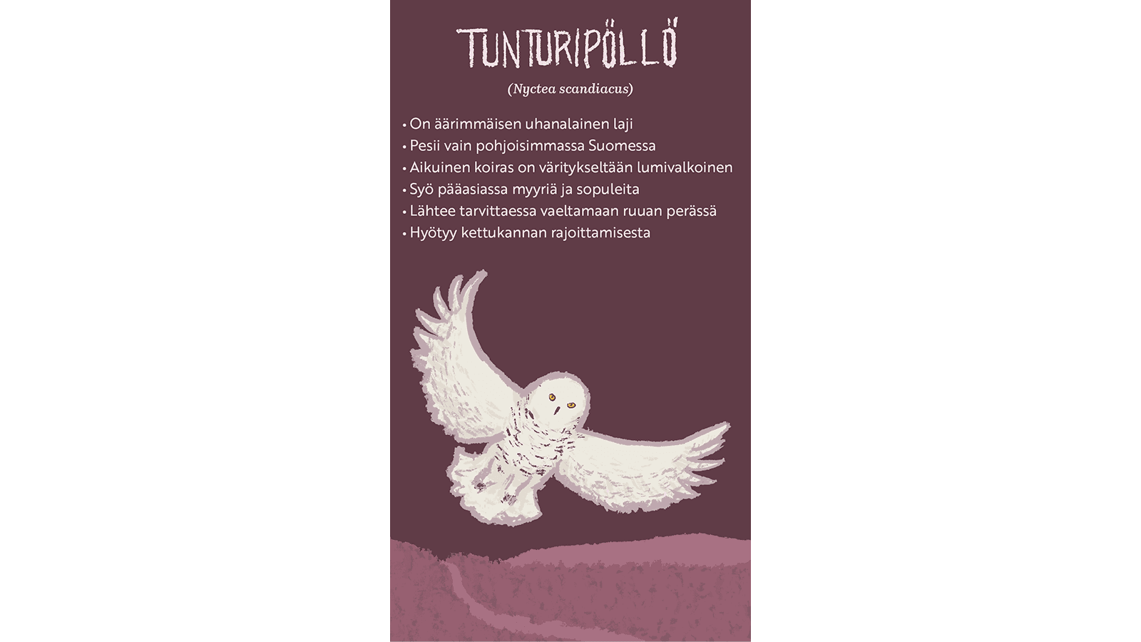 Kuva: Hanna Keränen Piirroskuva lentävästä vaaleasta tunturipöllöstä. Tekstissä kerrotaan tunturipöllöstä.