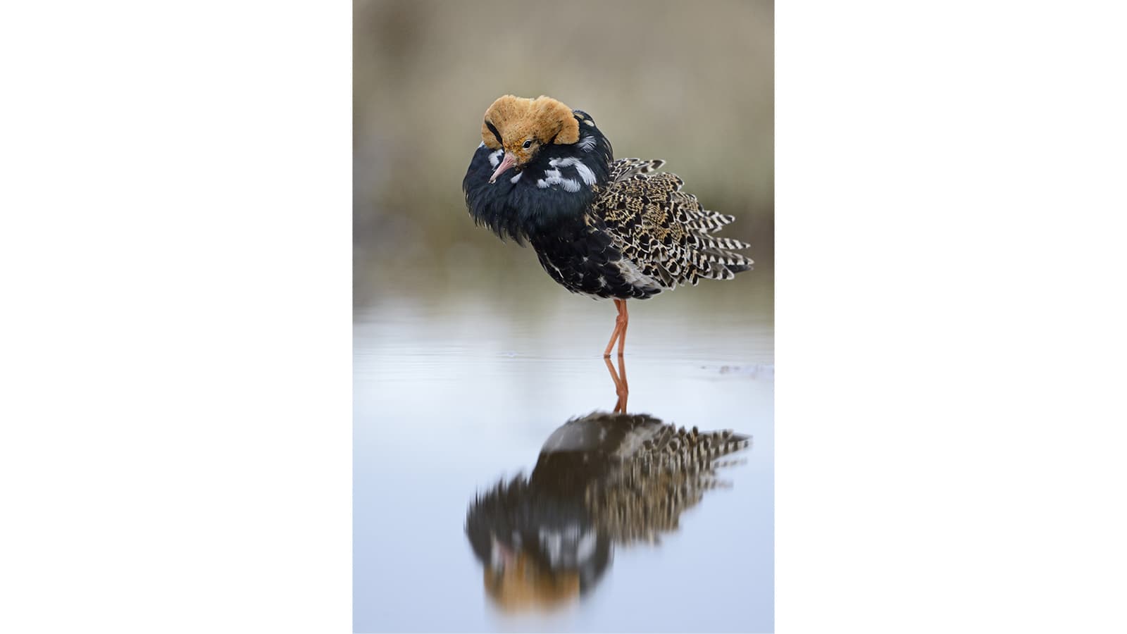 Kuva: Jari Peltomäki / Metsähallitus Suokukkokoiras, jolla on mustan- ja oranssinkirjava höyhenpeite, musta höyhenkauluri ja oranssi pää.