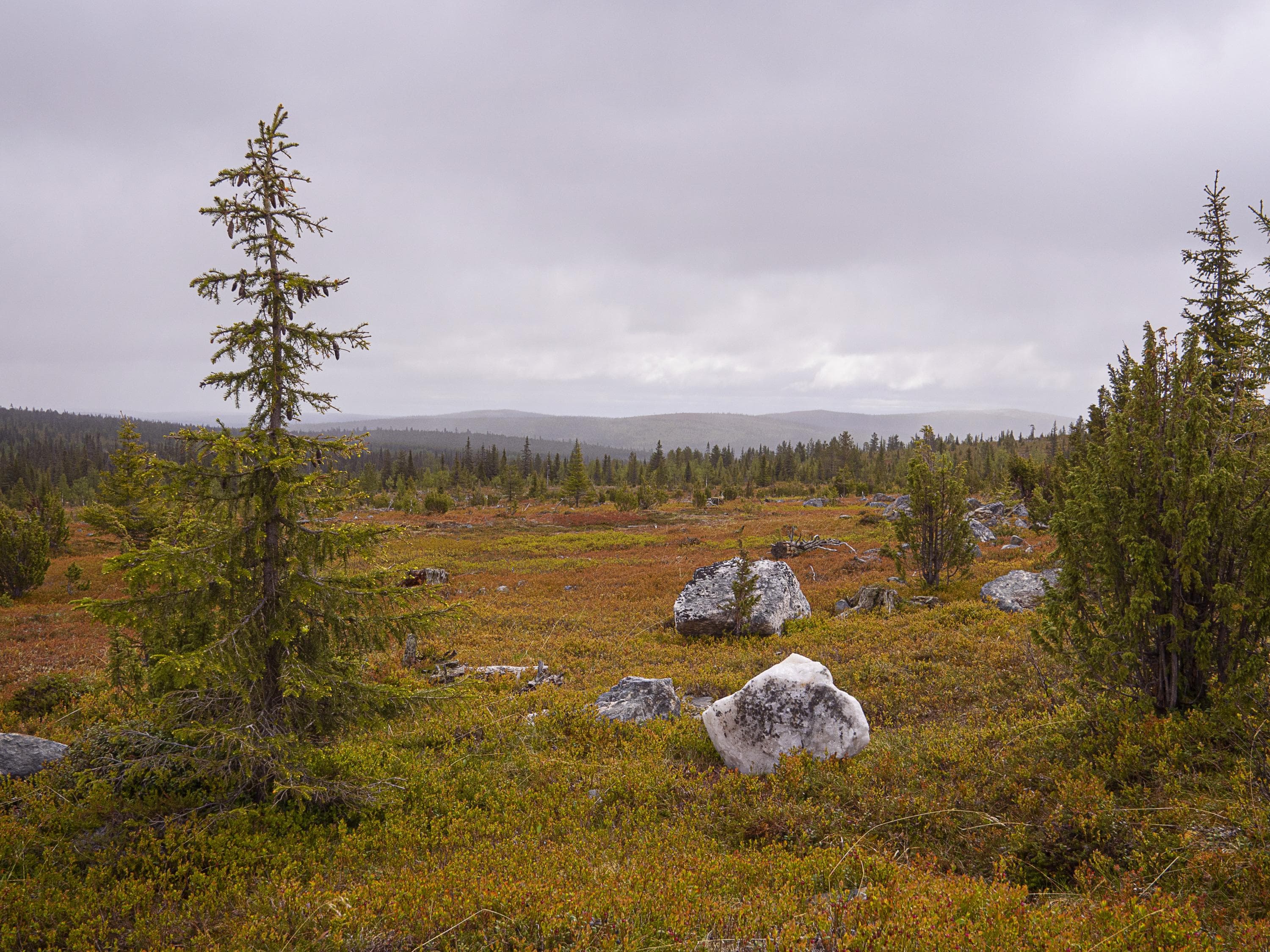 Kuva: Anna Pakkanen Värikästä ruskaa varvustossa. Etualalla kuusia, taustalla siintää tuntureita.