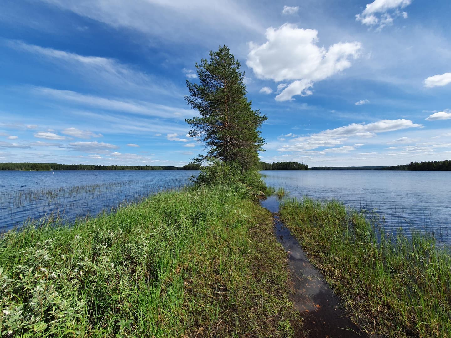 Kuva: Jani Huotari Keskellä kuvaa polku ja puu, raunoilla järvi. Kuvan yläreunassa taivas.