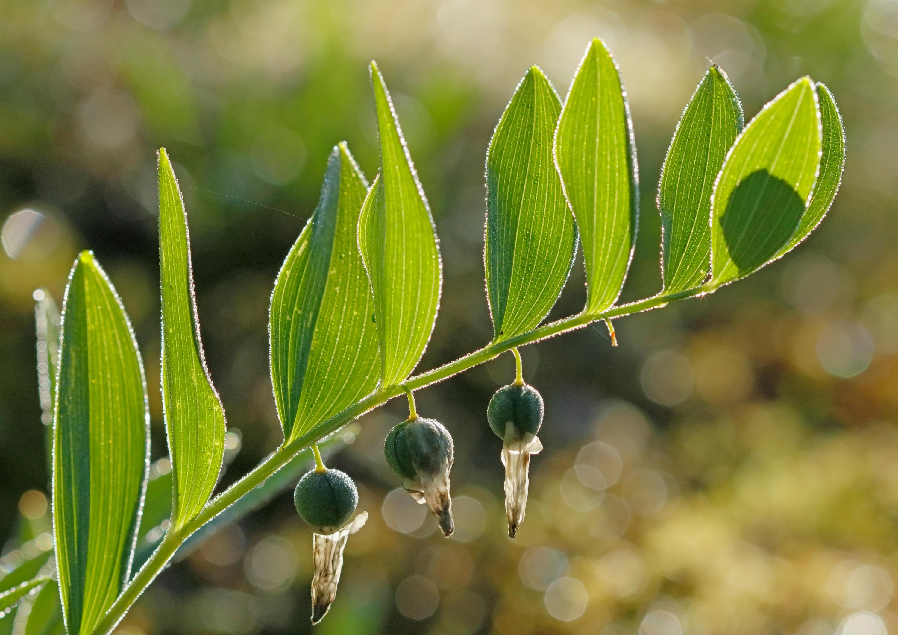 Bild: Jussi Helimäki Närbild av växtens blad och bär.