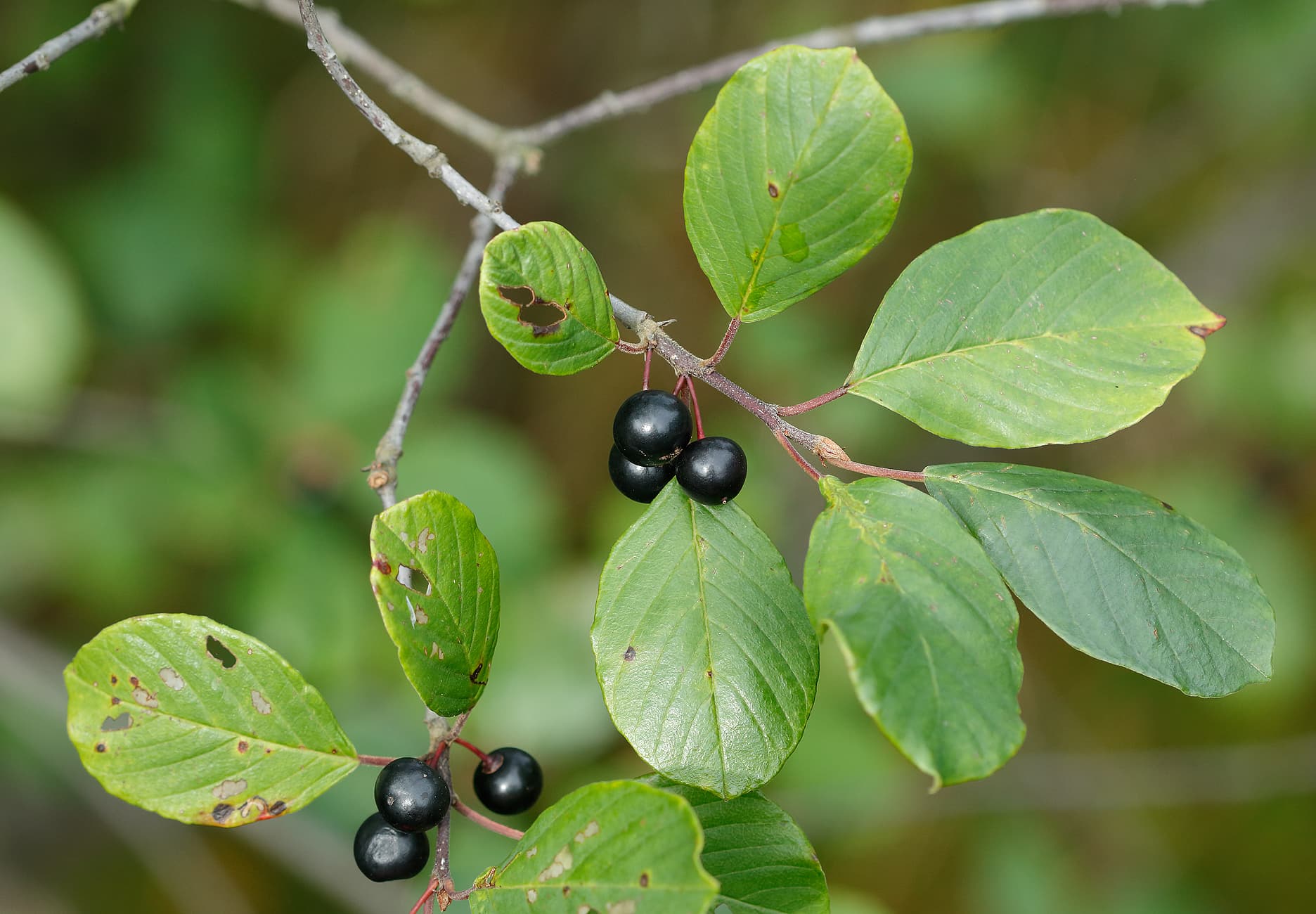 Bild: Jussi Helimäki Växtens gröna blad och svarta bär.