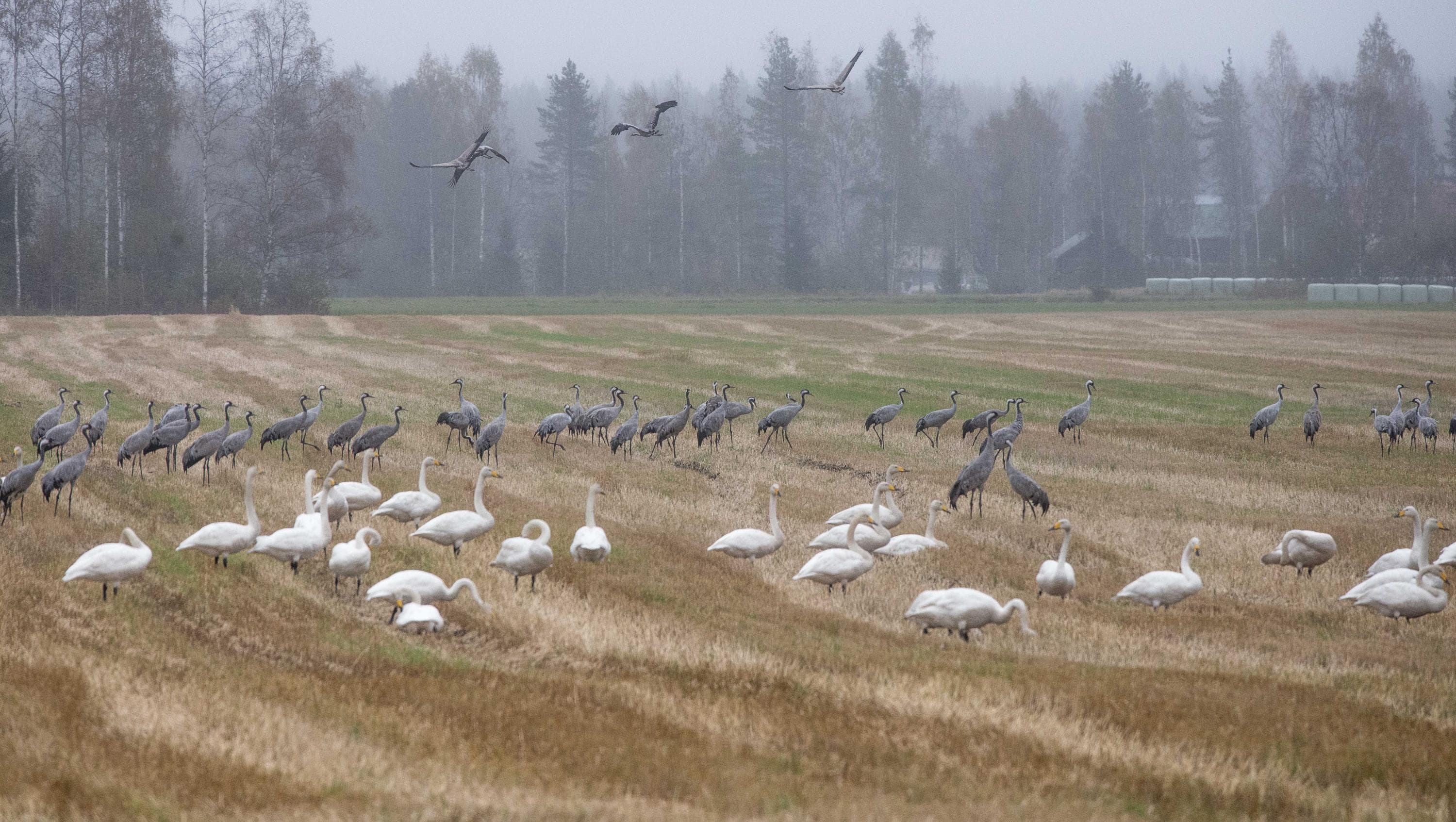 Kuva: Hannu Tikkanen / Metsähallitus Kurkia ja joutsenia syksyisellä pellolla ruokailemassa.