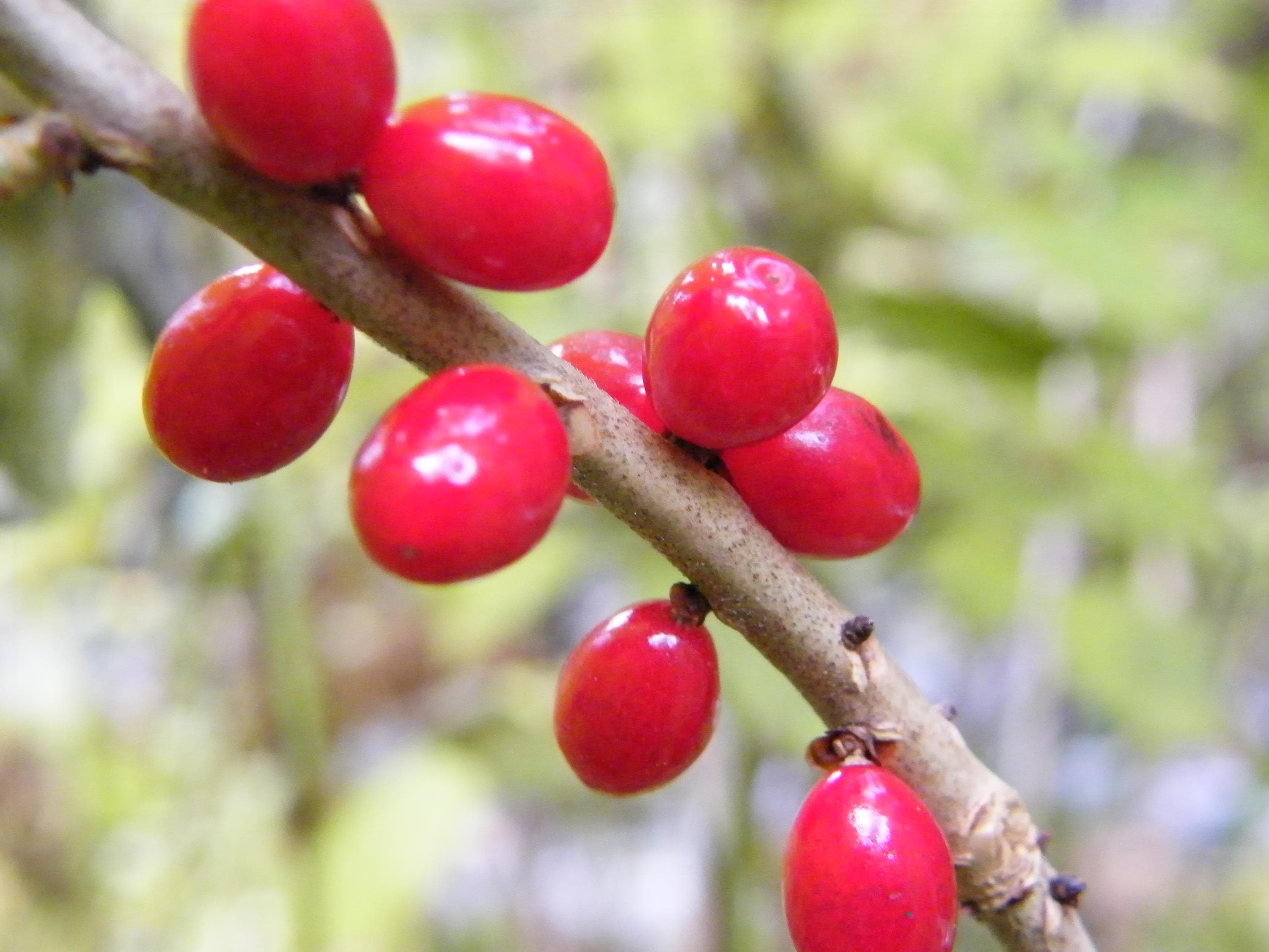 Bild: Tiina Laitinen Växtens träiga gren med röda bär.