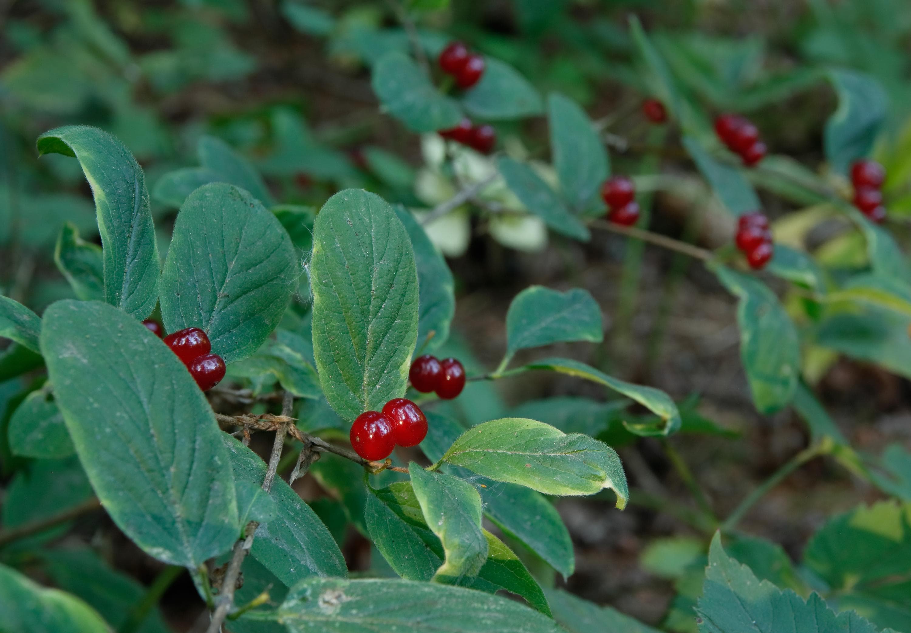 Bild: Jussi Helimäki Växtens ovala gröna blad och röda bär.