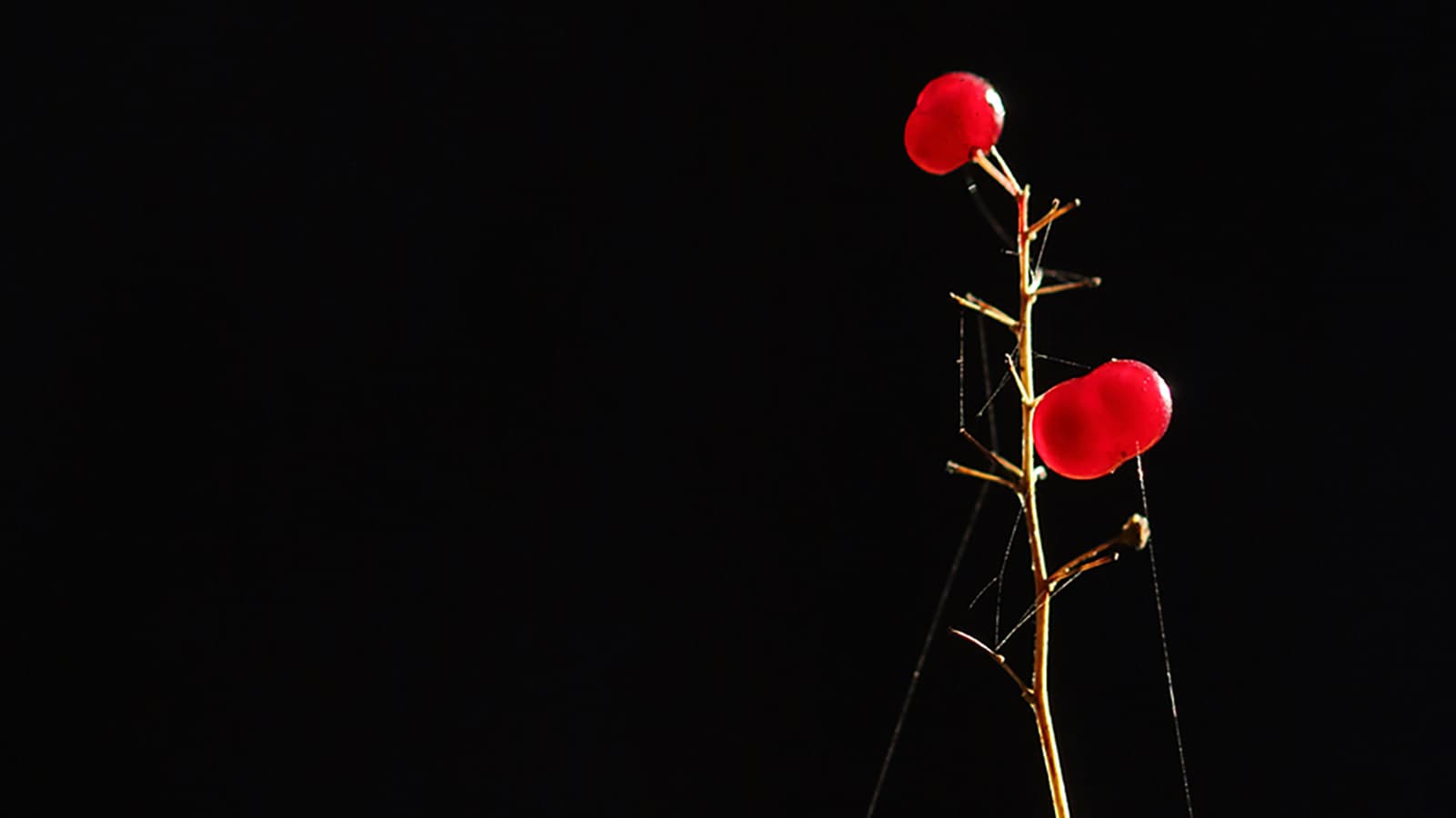 Bild: Jussi Helimäki Två röda bär.