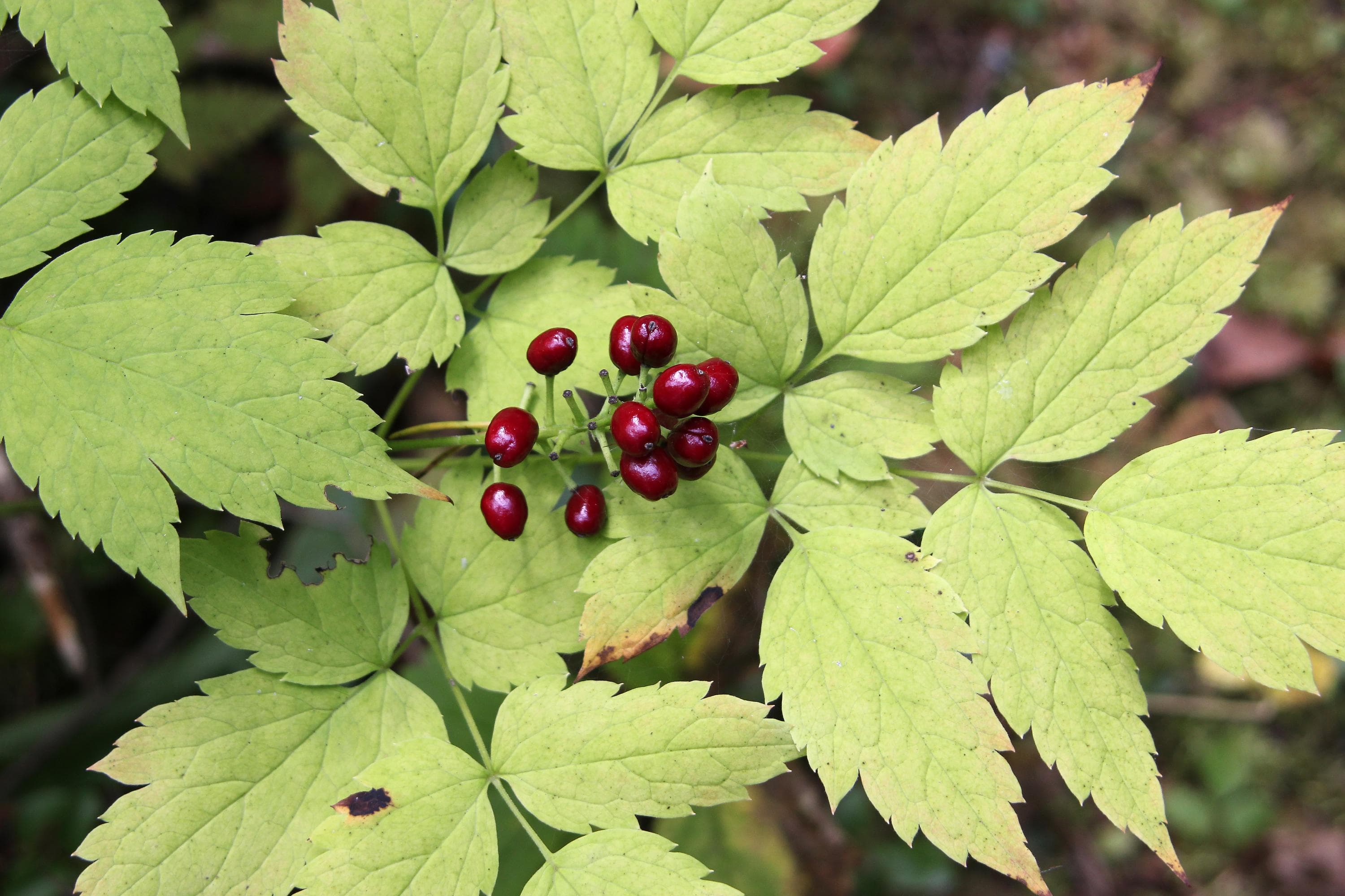 Bild: Juha Paso Bland de gröna bladen finns röda bär.