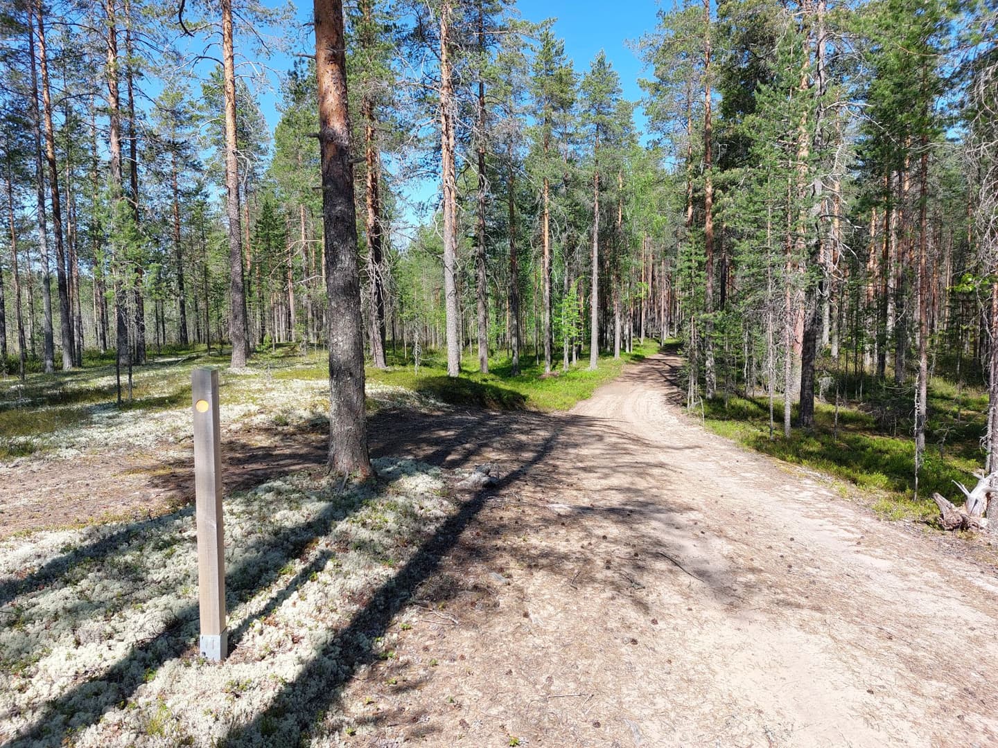 Image: Ismo Lampi A sandy forest road in the middle of a dry pine heath. On the left side of the road, there's a wooden post marking the mountain biking trail.