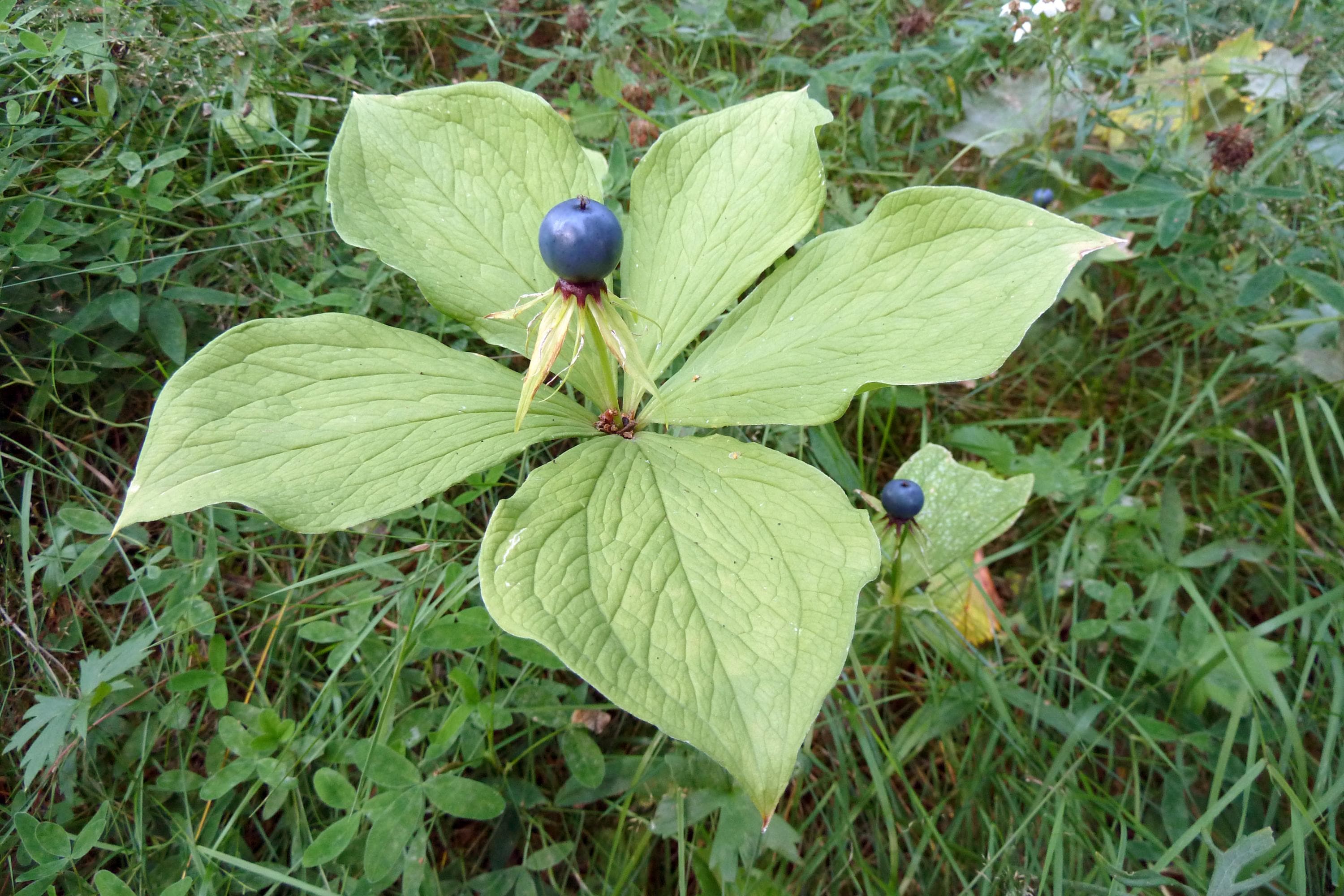 Bild: S-M Hiukkamäki En svart bär reser sig bland de gröna bladen.