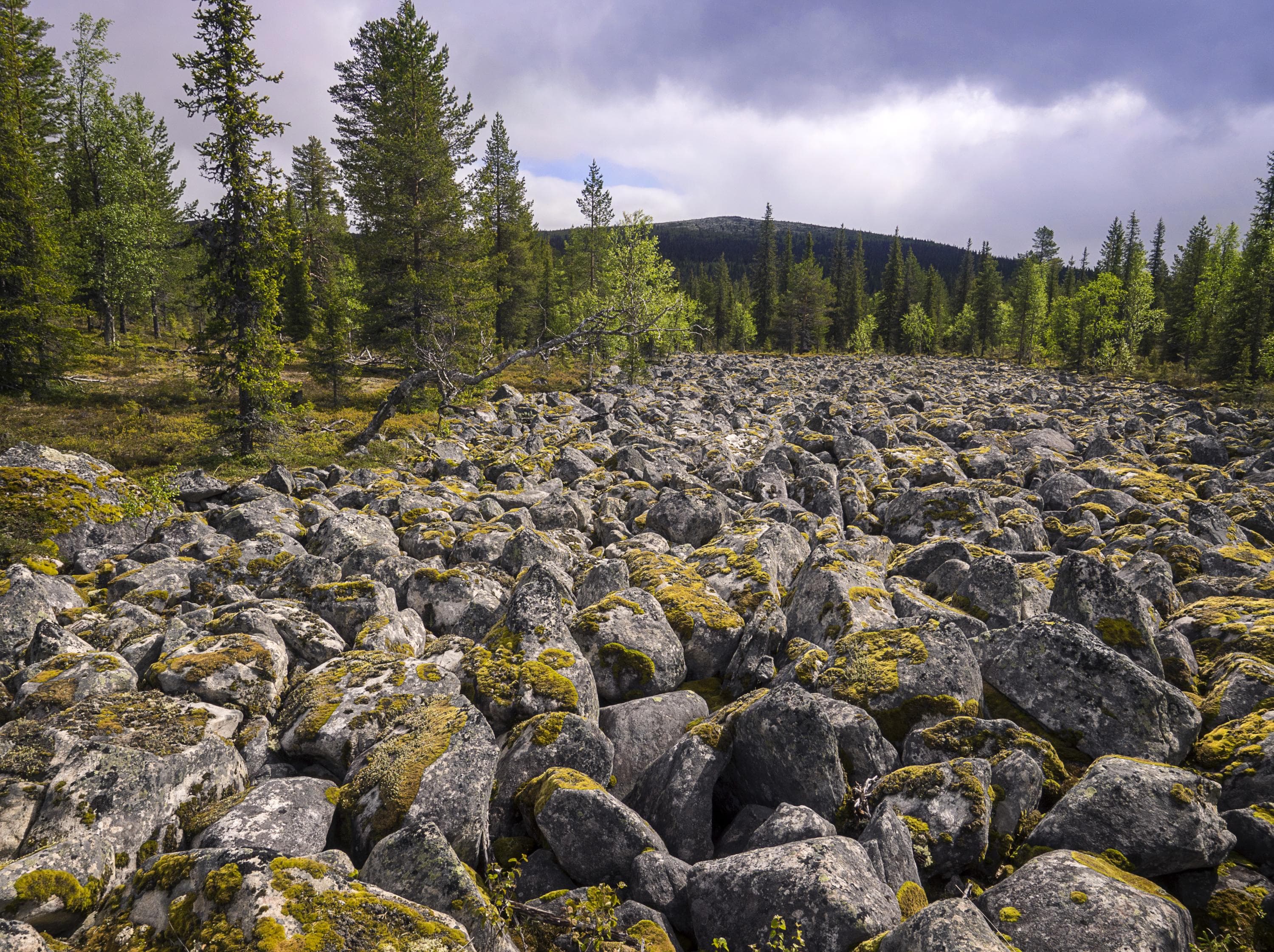 Kuva: Anna Pakkanen Kivikkoa, jonka reunoilla kasvaa kuusia, taka-alalla tunturi.