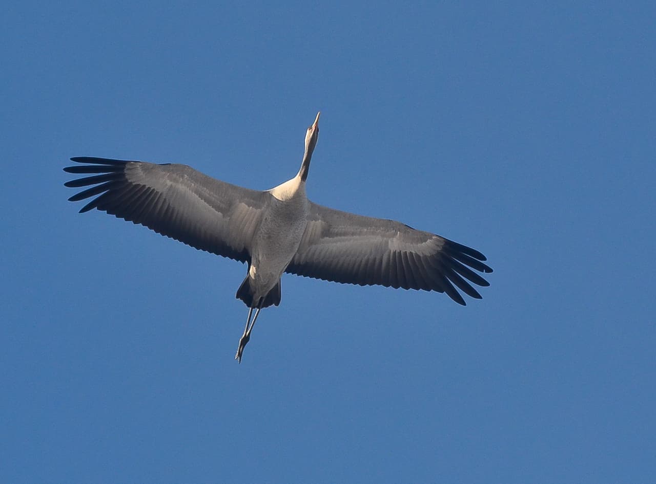 Kuva: Hannu Tikkanen / Metsähallitus Suuri kurki kuvattu alhaalta päin lentämässä sinistä taivasta vasten siivet levitettyinä.