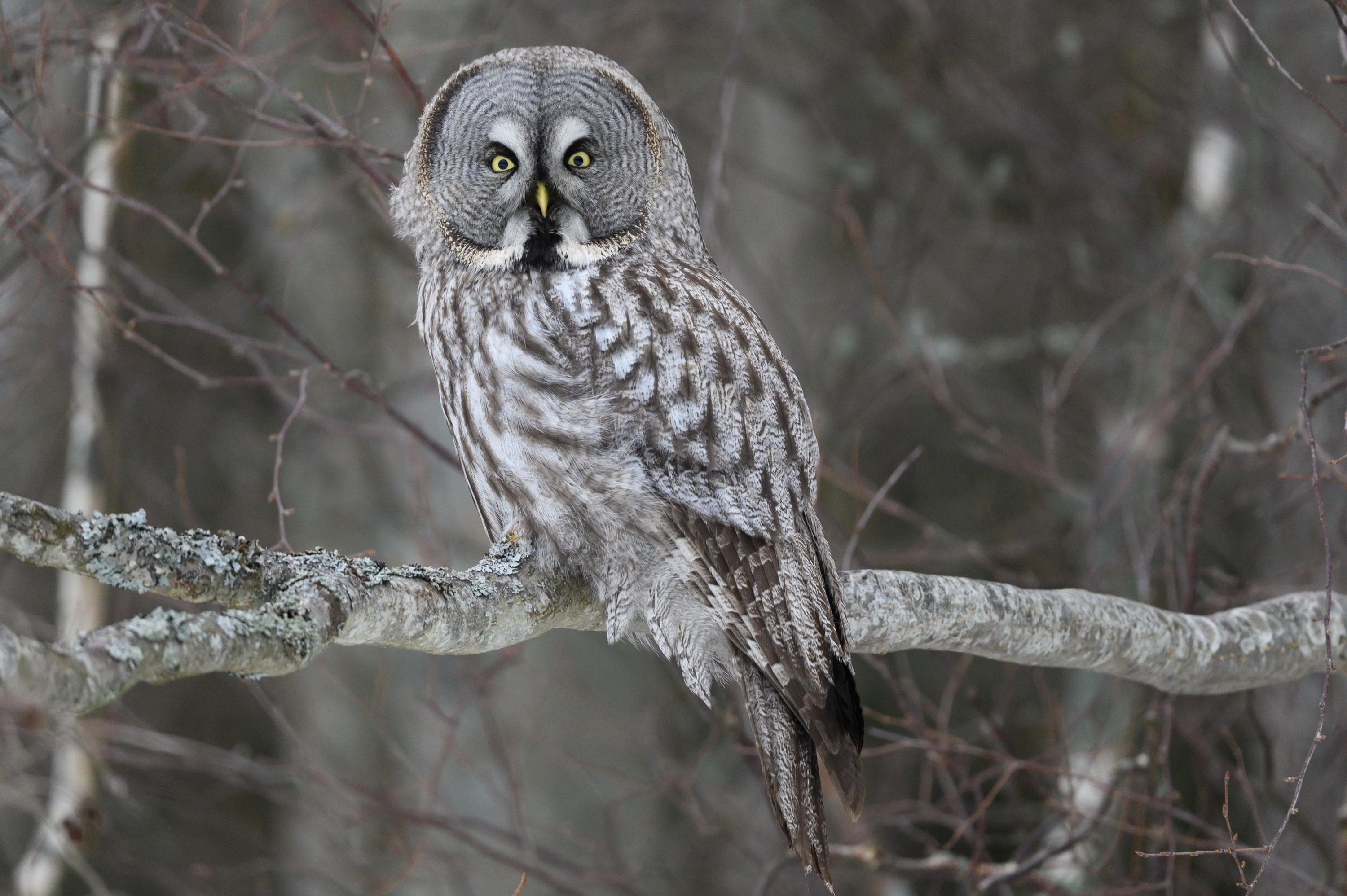 Kuva: Hannu Tikkanen / Metsähallitus Lapinpöllö istumassa puun oksalla.
