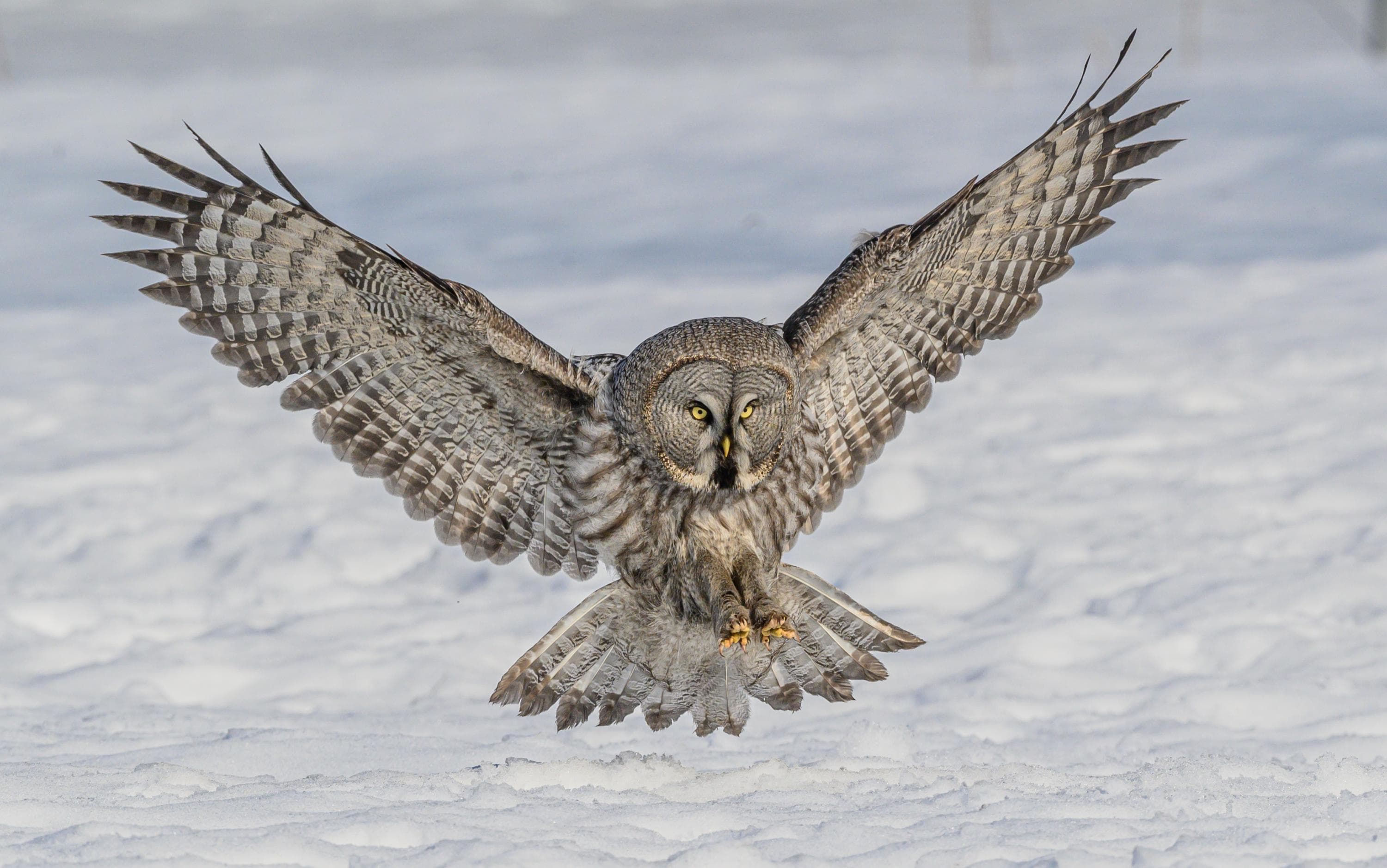 Kuva: Hannu Tikkanen / Metsähallitus Lapinpöllö siivet levitettyinä laskeutumassa lumelle.