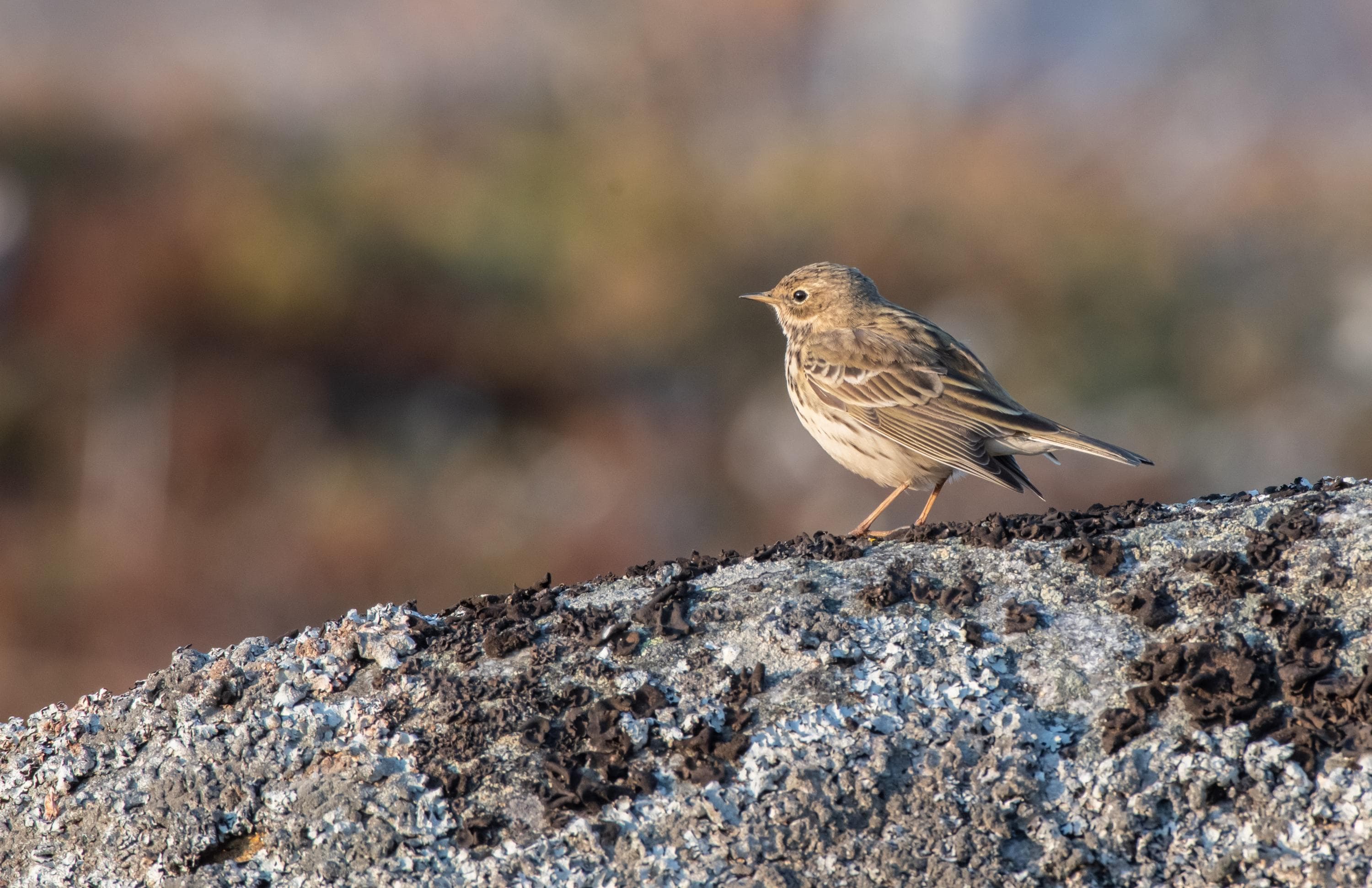 Kuva: Hannu Tikkanen / Metsähallitus Niittykirvinen seisoo kivellä ilta-auringossa.