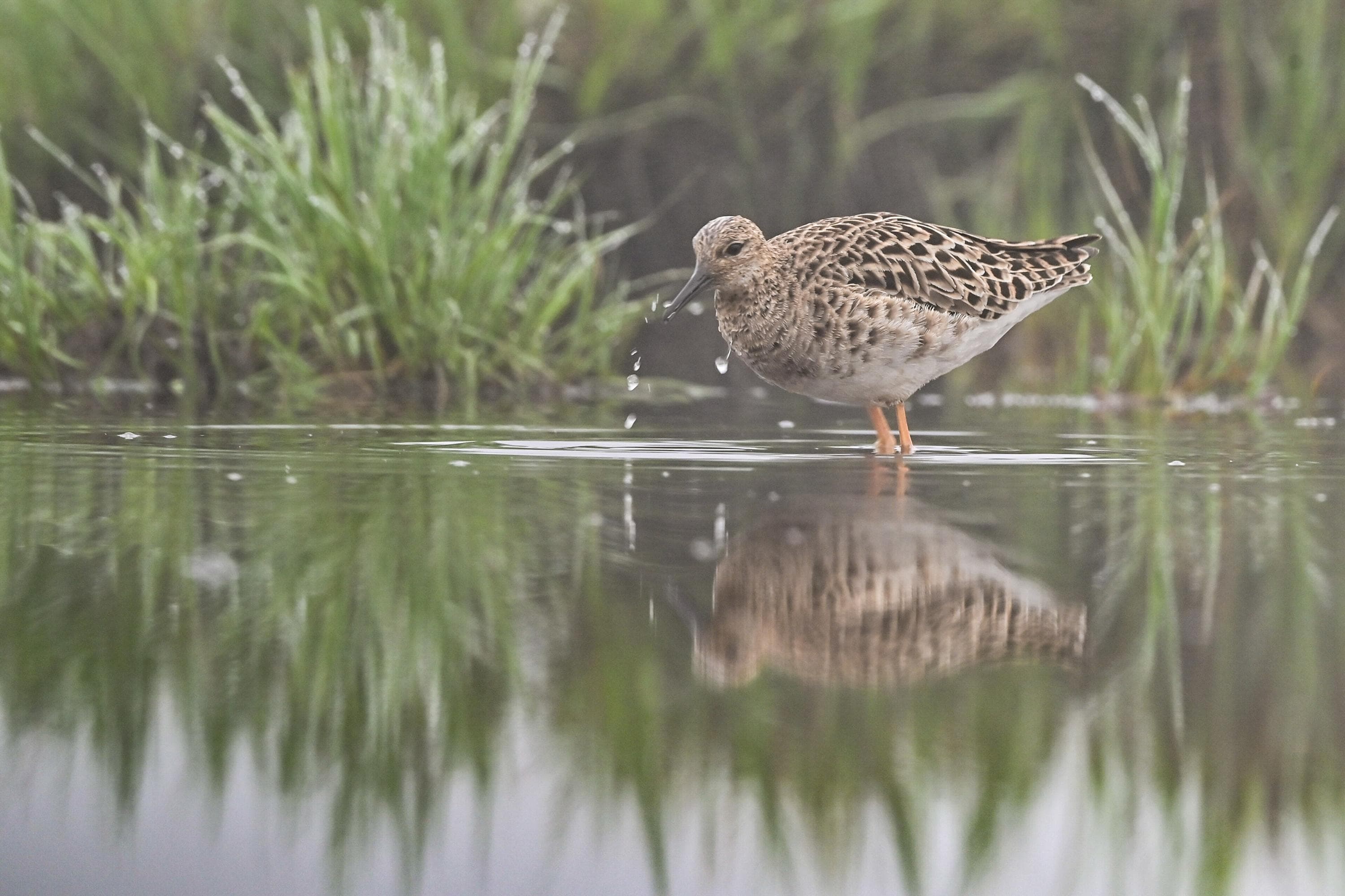 Kuva: Hannu Tikkanen / Metsähallitus Suokukkonaaras seisoo vedessä ja nokkii vedestä ruokaa. Taustalla vihreää kasvillisuutta.