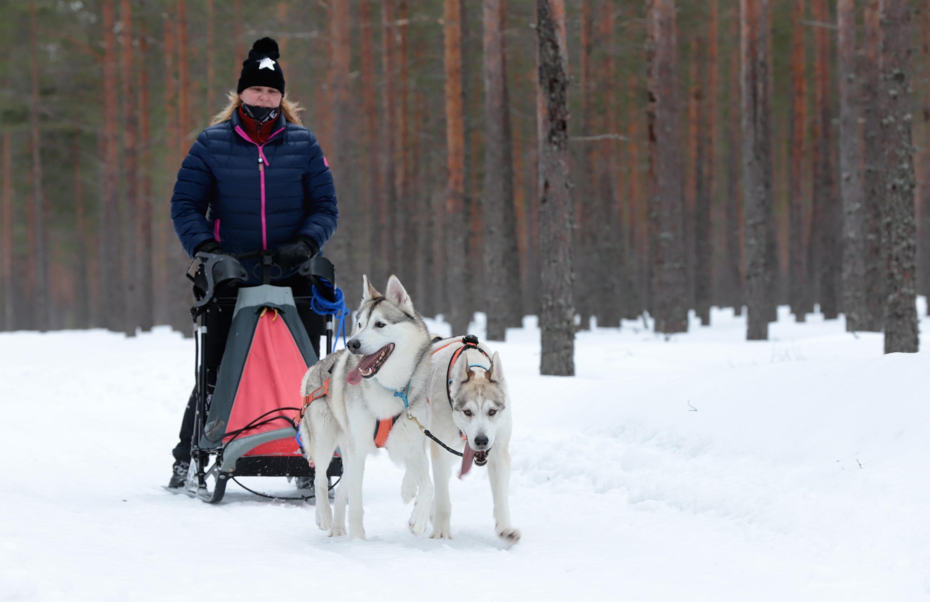 Kuva: Jari Salonen Koiravaljakko kulkee lumisessa maastossa.