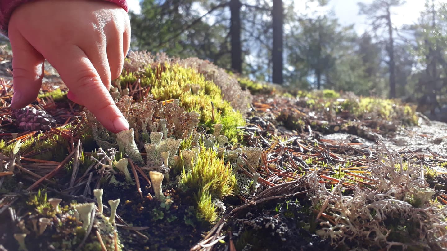 Image: Paula Aspholm A child’s finger pointing at lichen.