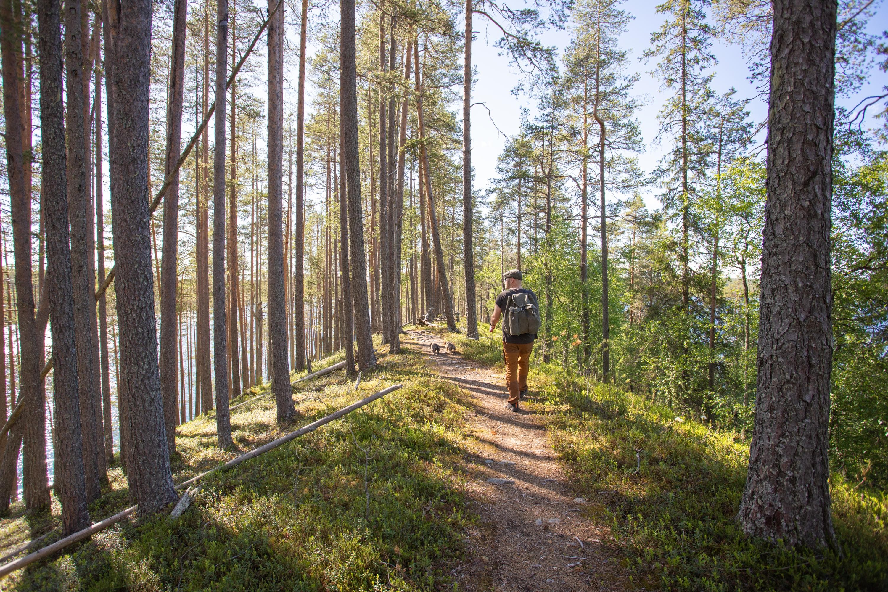 Kuva: Minna Niinistö Harjupolulla retkeilijä taluttaa kahta mäyräkoiraa aurinkoisena kesäpäivänä.