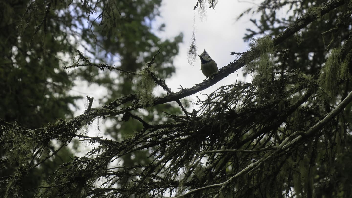 Image: Ulla Matturi An European crested tit on a spruce branch in the middle of the forest.