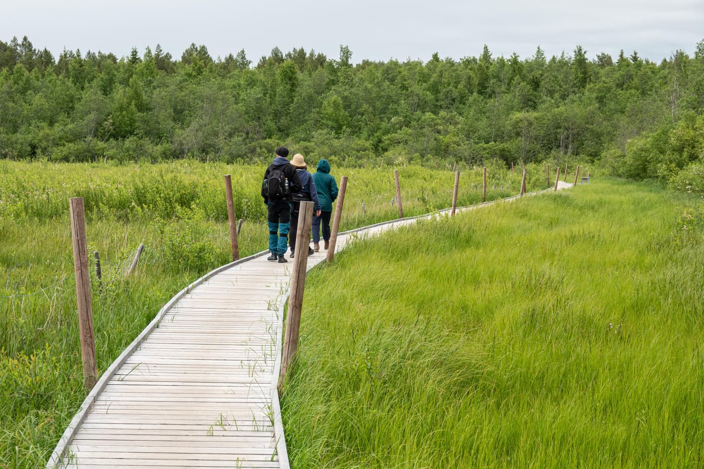 Image: Ismo Lampi Three hikers are walking along the boardwalk. Around them is lush green coastal meadow.