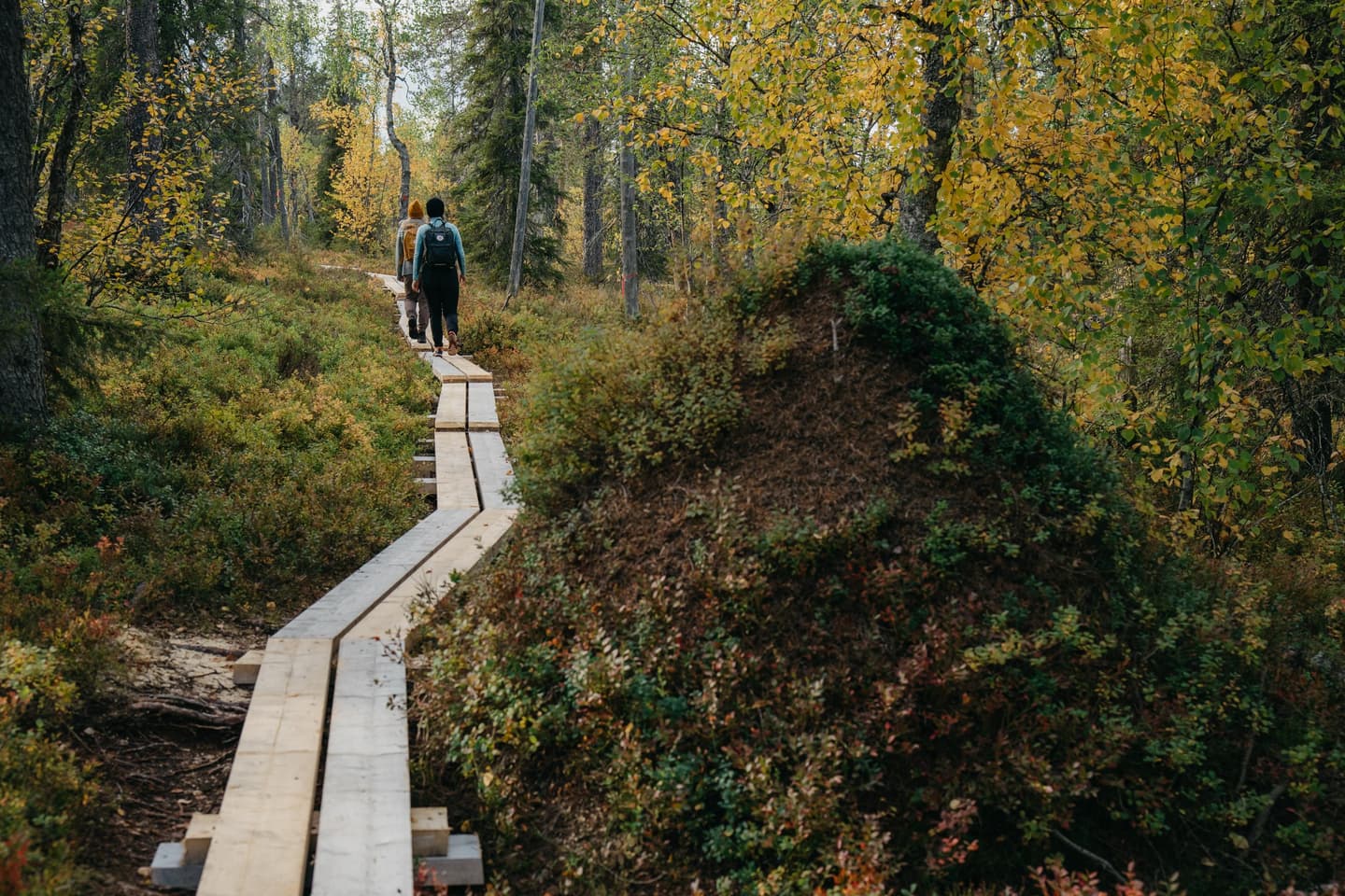 Image: Jaakko Posti Two hikers walking on boardwalks in autumn. Along the trail, there is a large anthill next to the planks.