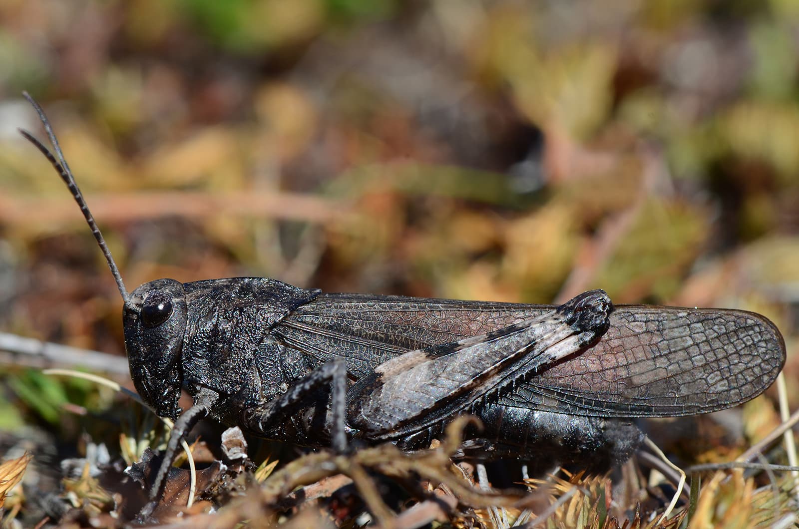 Bild: Teemu Rintala Trumgräshoppshane (Psophus stridulus).