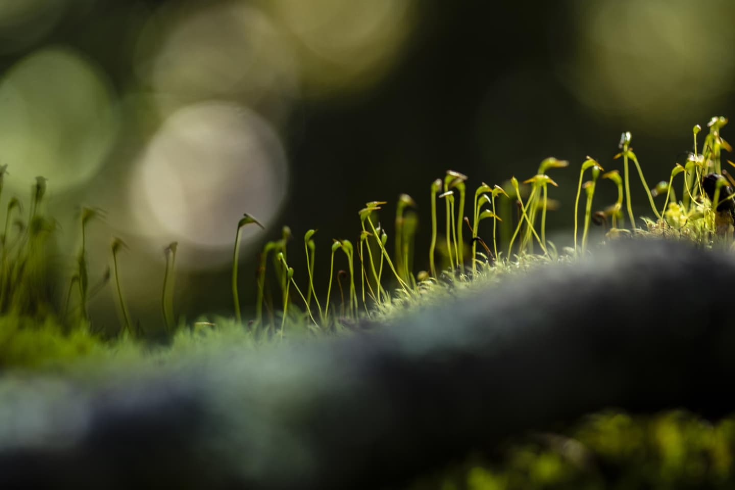 Image: Jonna Kalliomäki Moss spores in summer.