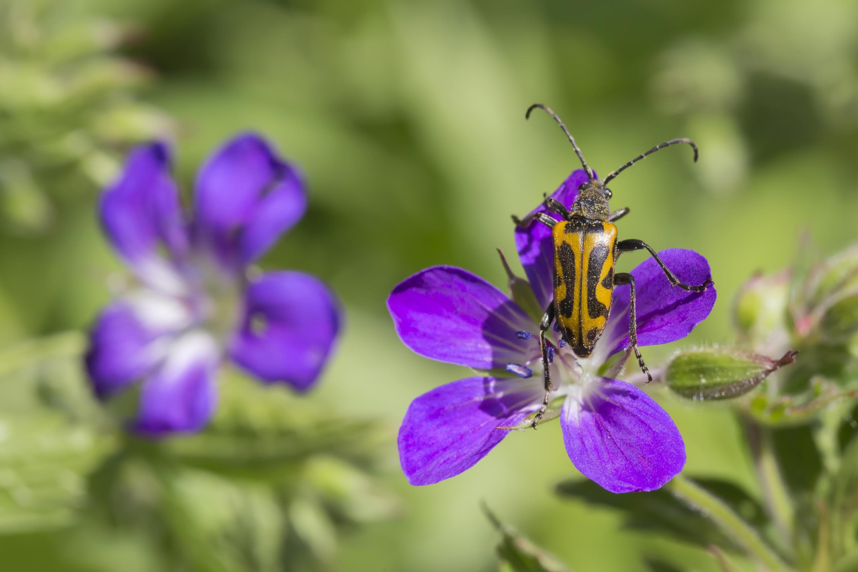Kuva: Jari Kostet Kaksi metsäkurjenpolven kukkaa, joista toisella on juomujäärä.