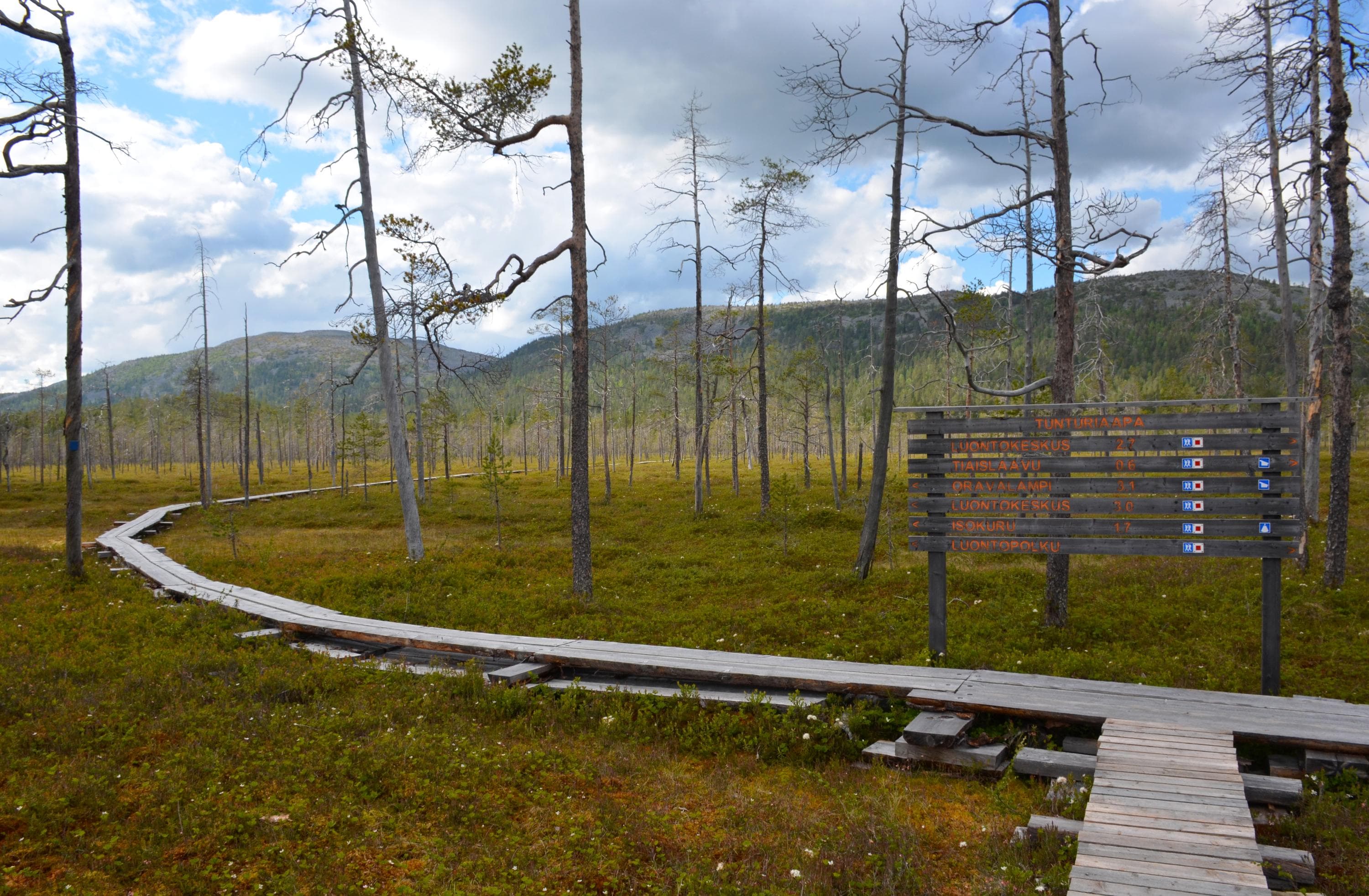 Kuva: Mari Kotajärvi Pitkospuut suolla.