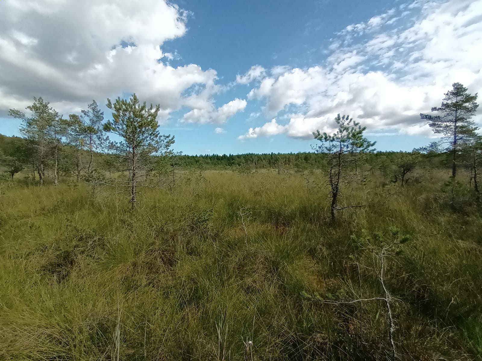 Kuva: Kirsi Kupsala / Turun kaupunki  Kesäinen rahkasuo rajautuu metsään.