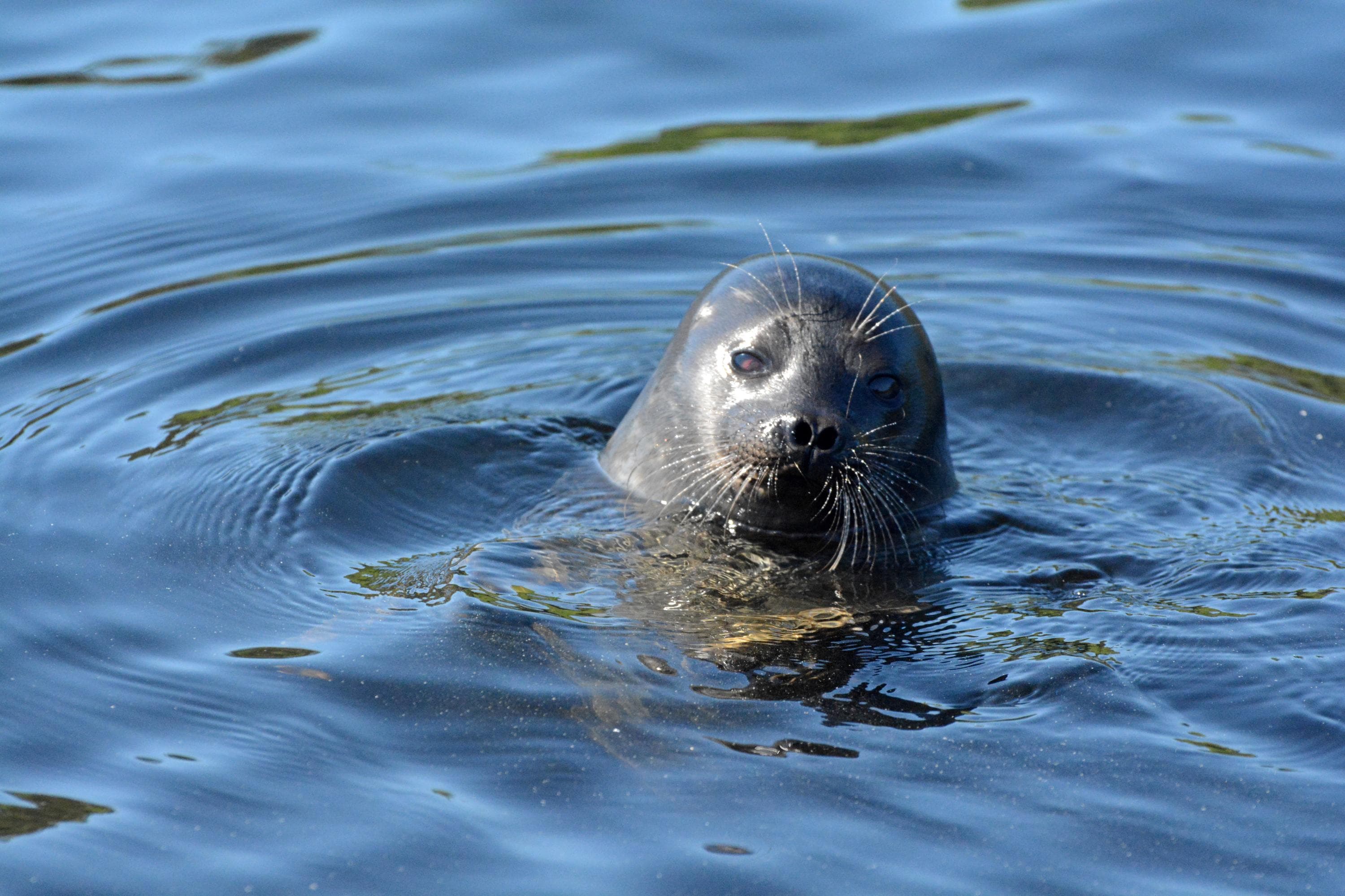 Kuva: Miina Auttila Saimaannorppa vedessä.